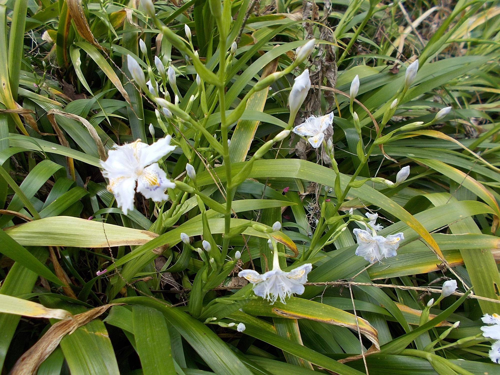 DSCN1610.jpg