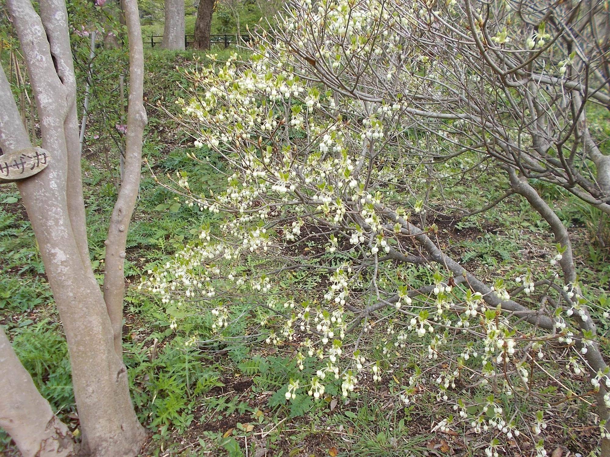 DSCN1624.jpg