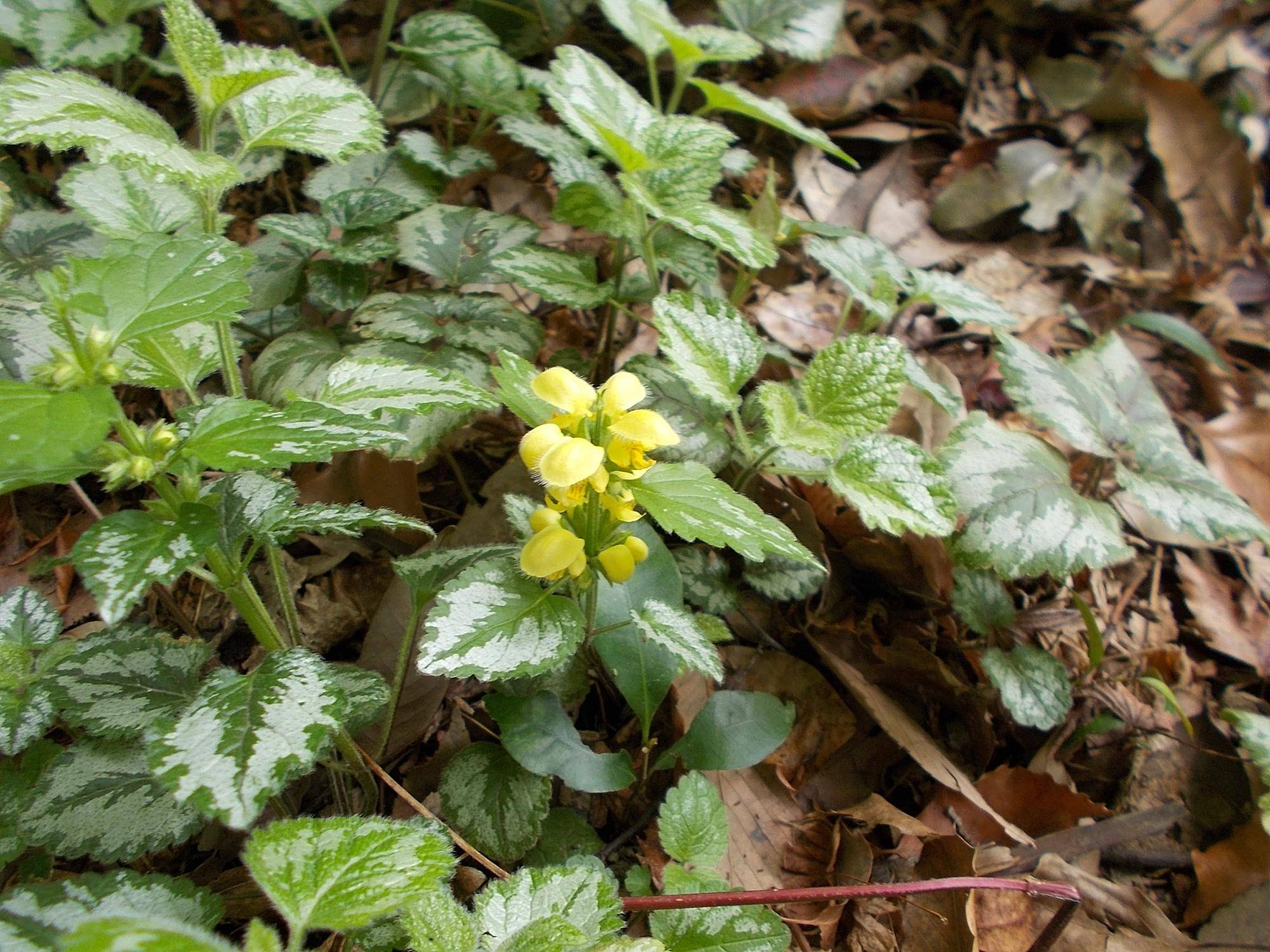 DSCN1630.jpg