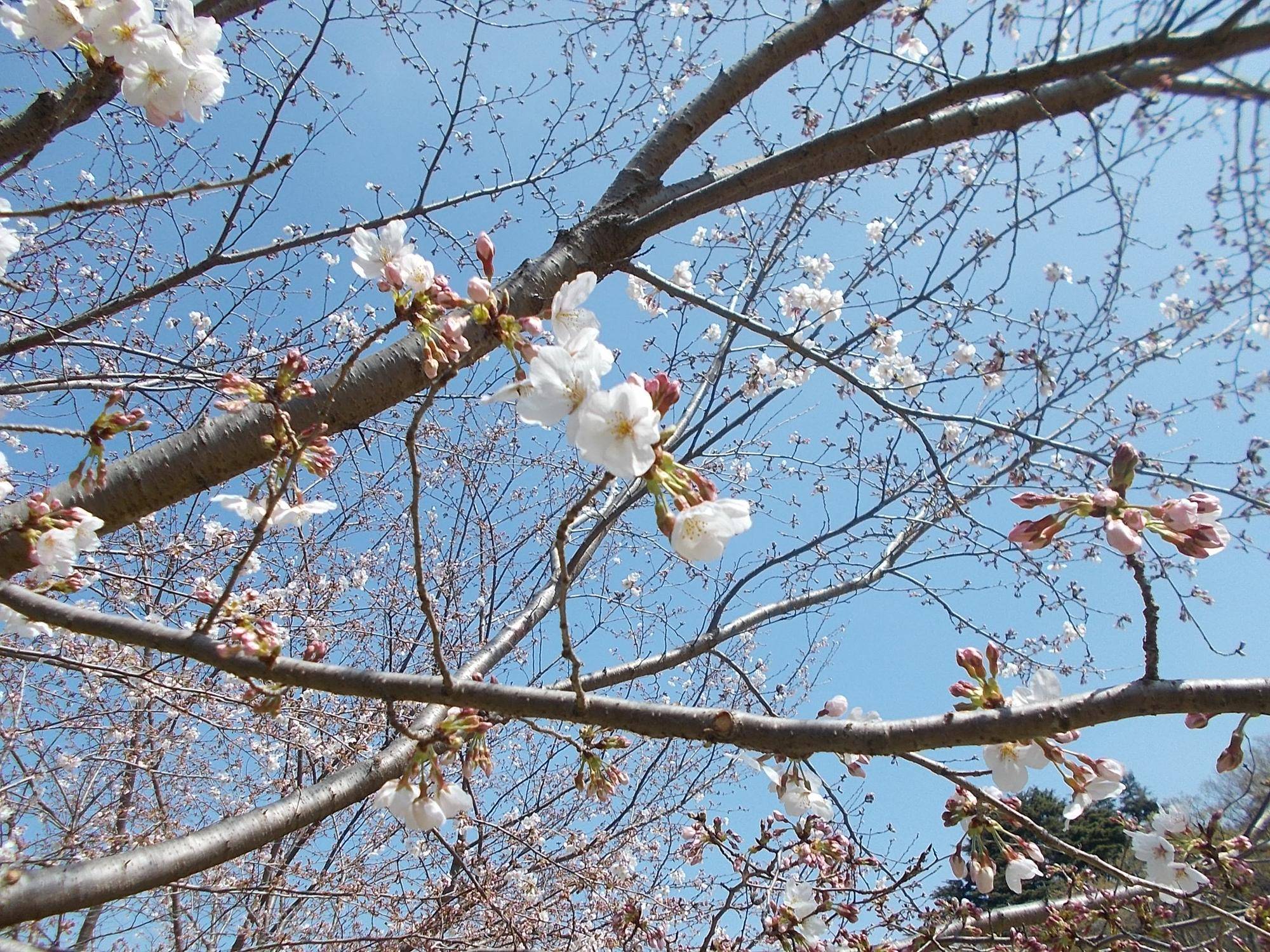 DSCN1453.jpg