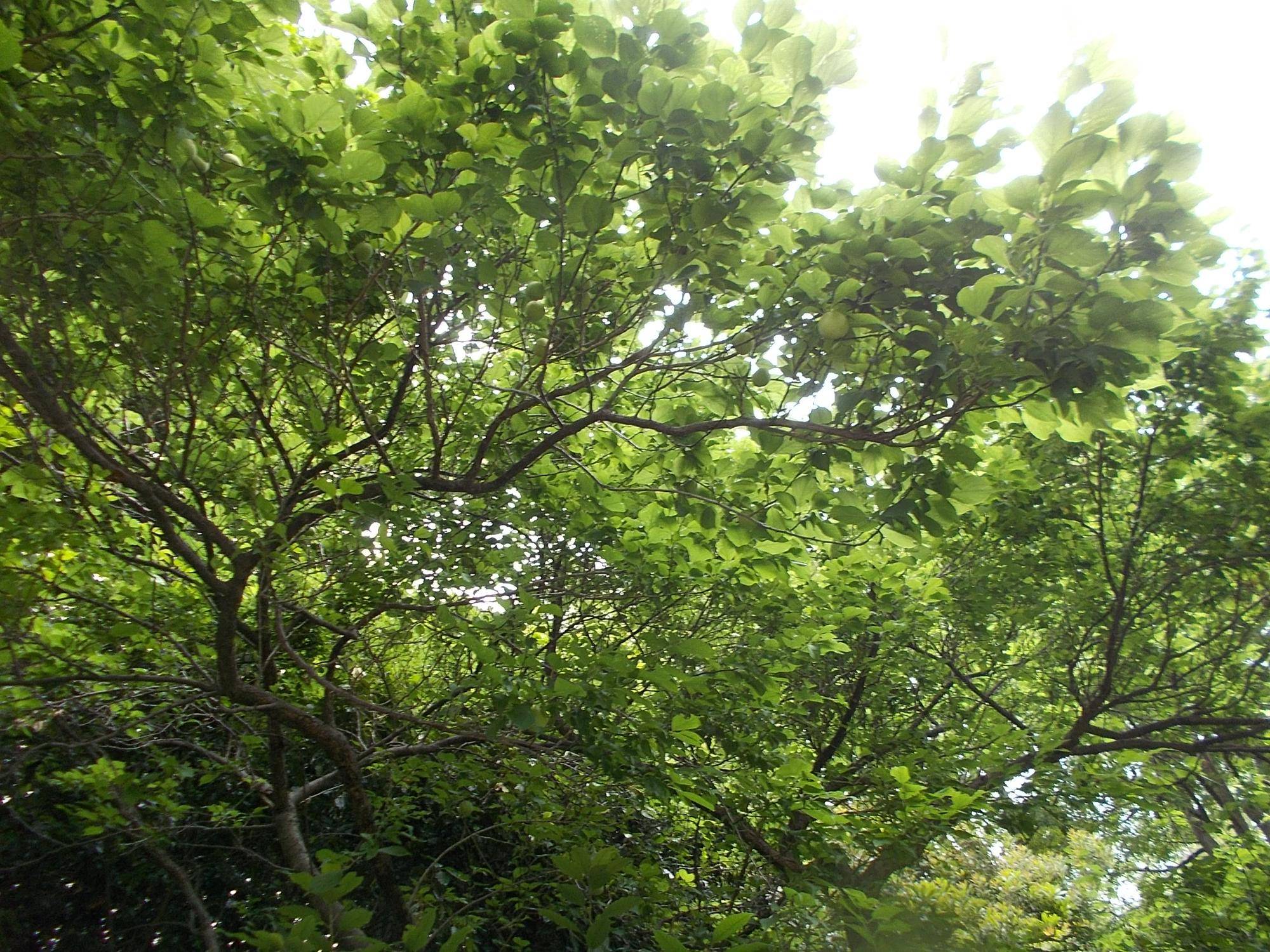 DSCN9596.jpg