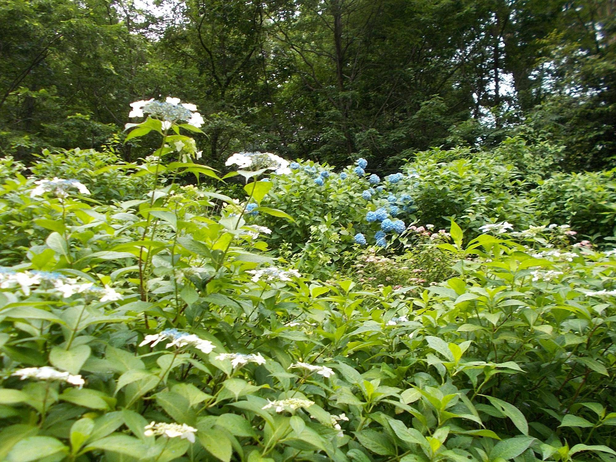 DSCN9599.jpg