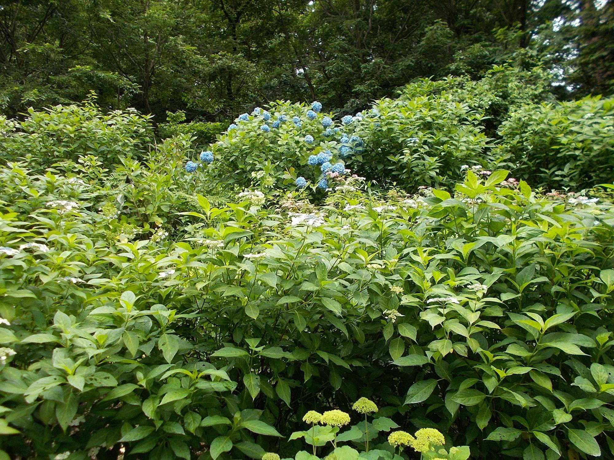 DSCN9600.jpg
