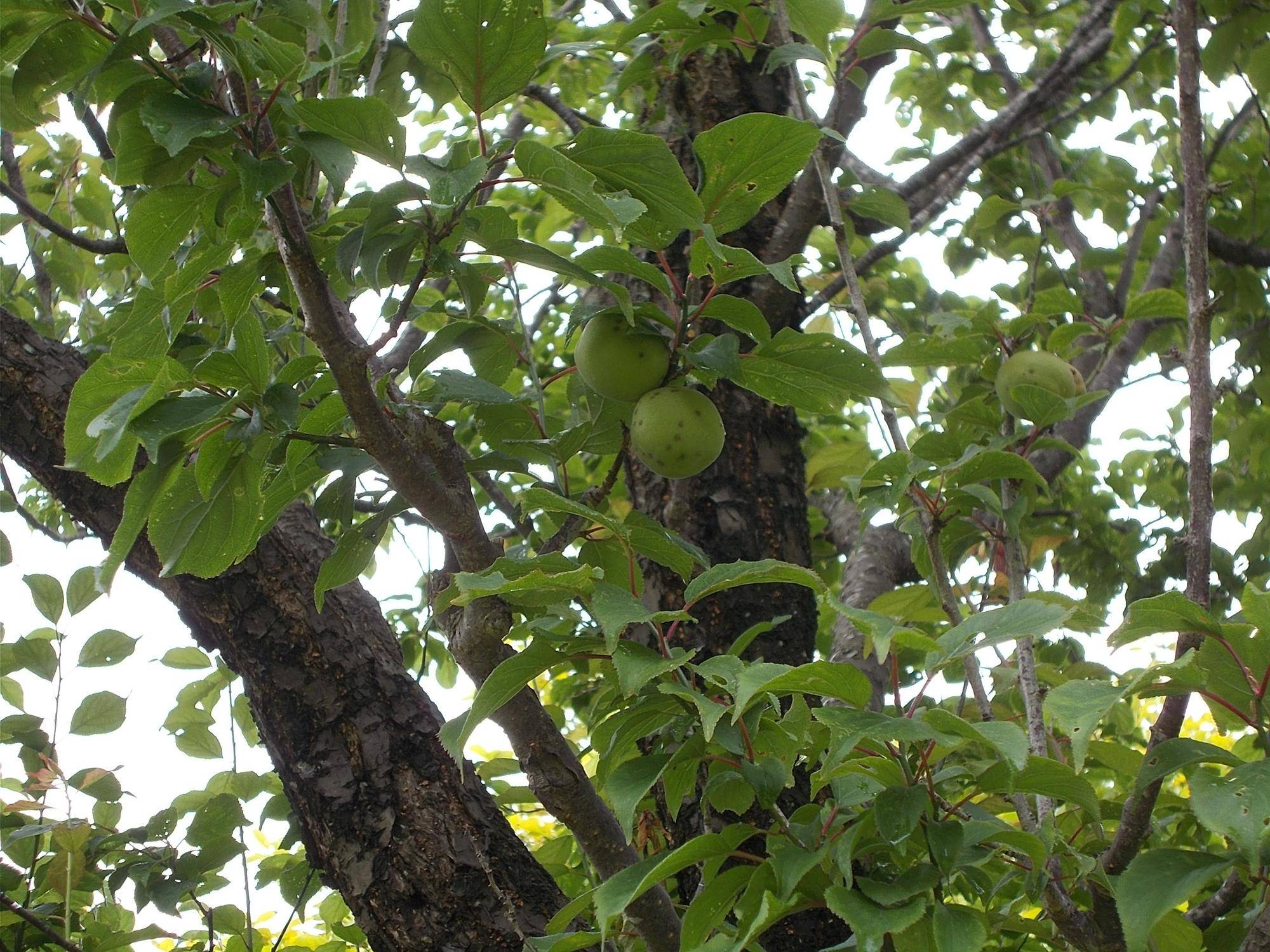 DSCN9602.jpg