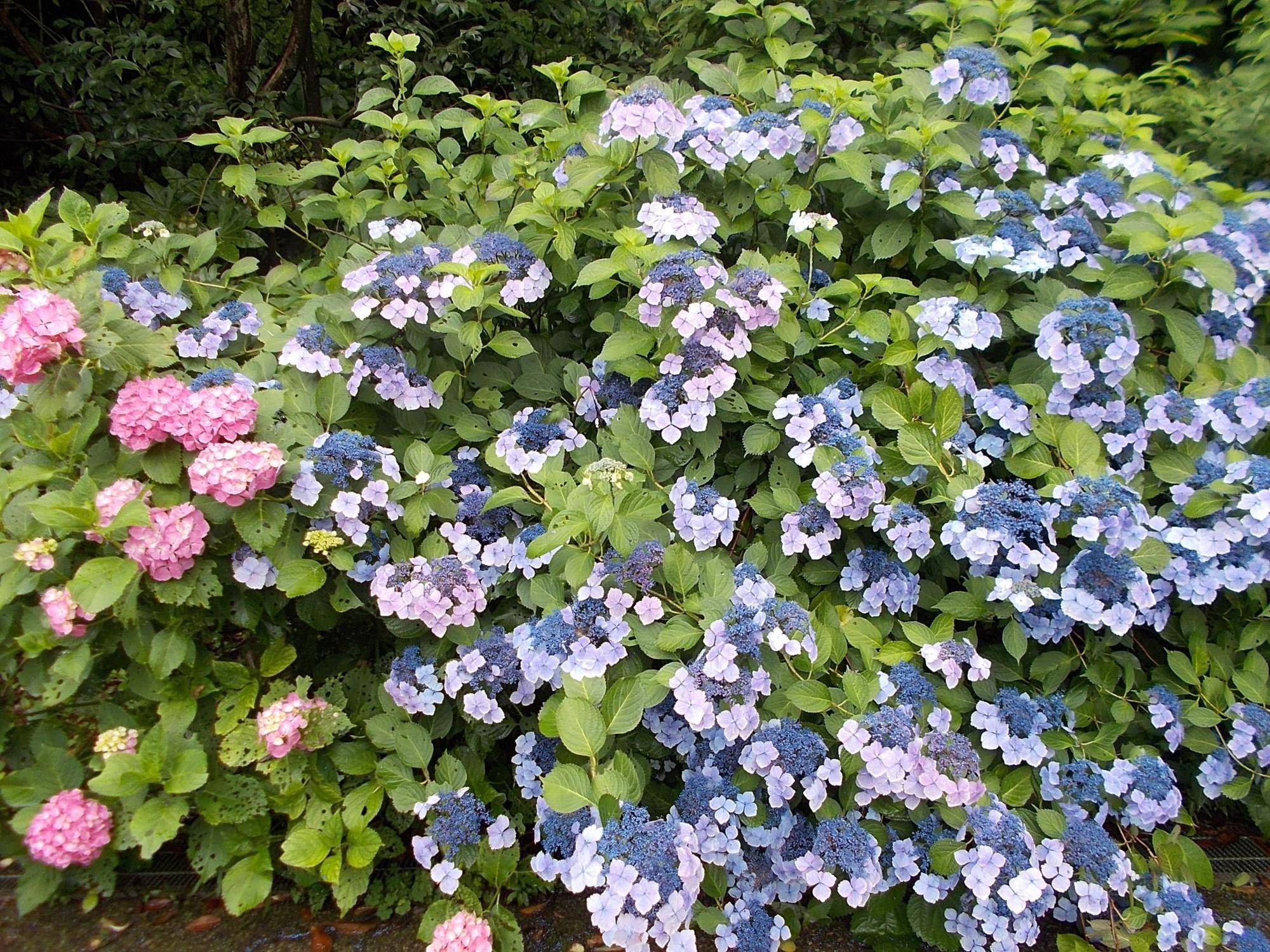 DSCN9708.jpg