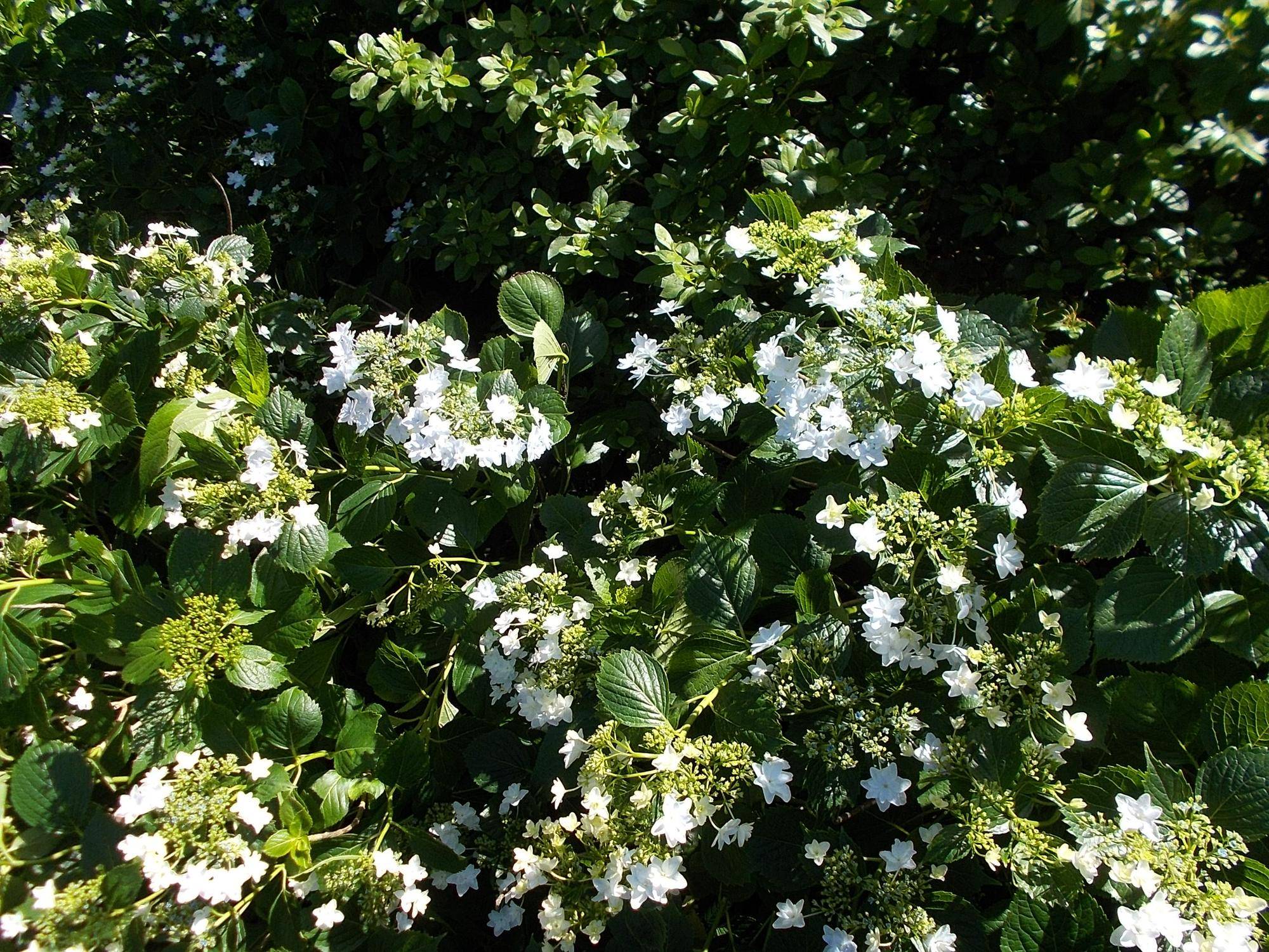 DSCN9619.jpg