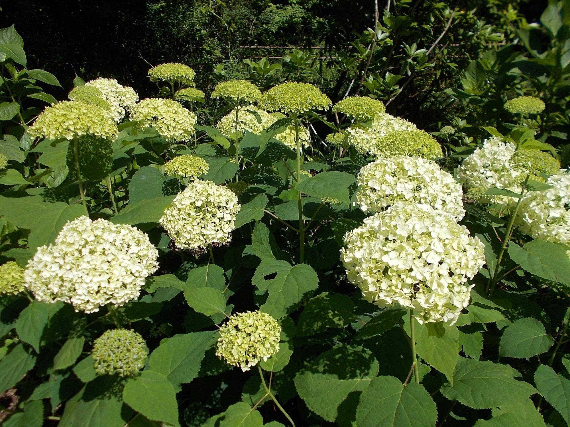 DSCN9627.jpg