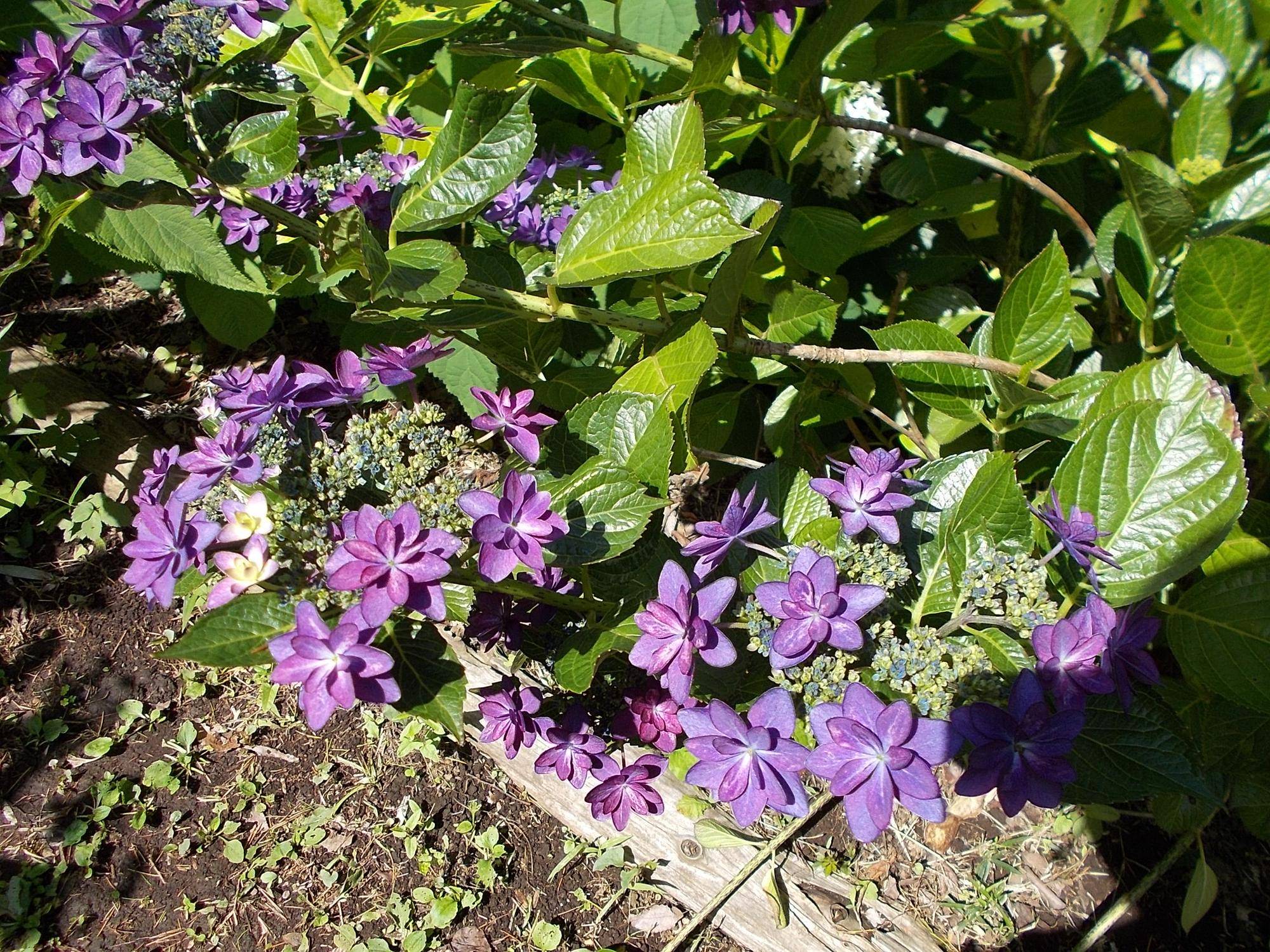 DSCN9630.jpg