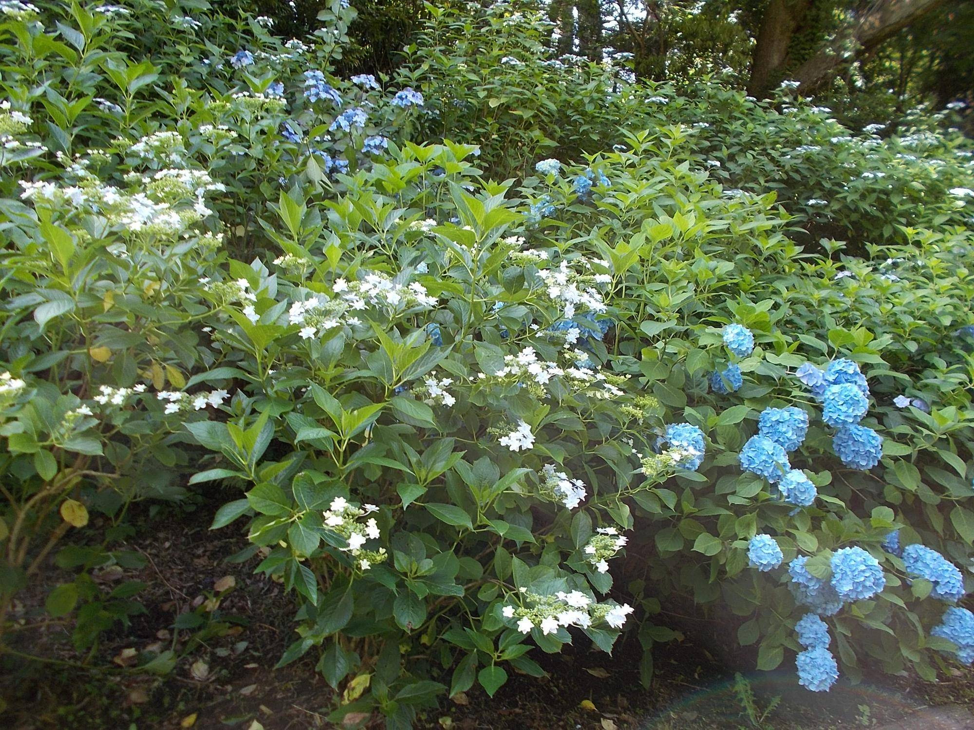 DSCN9631.jpg