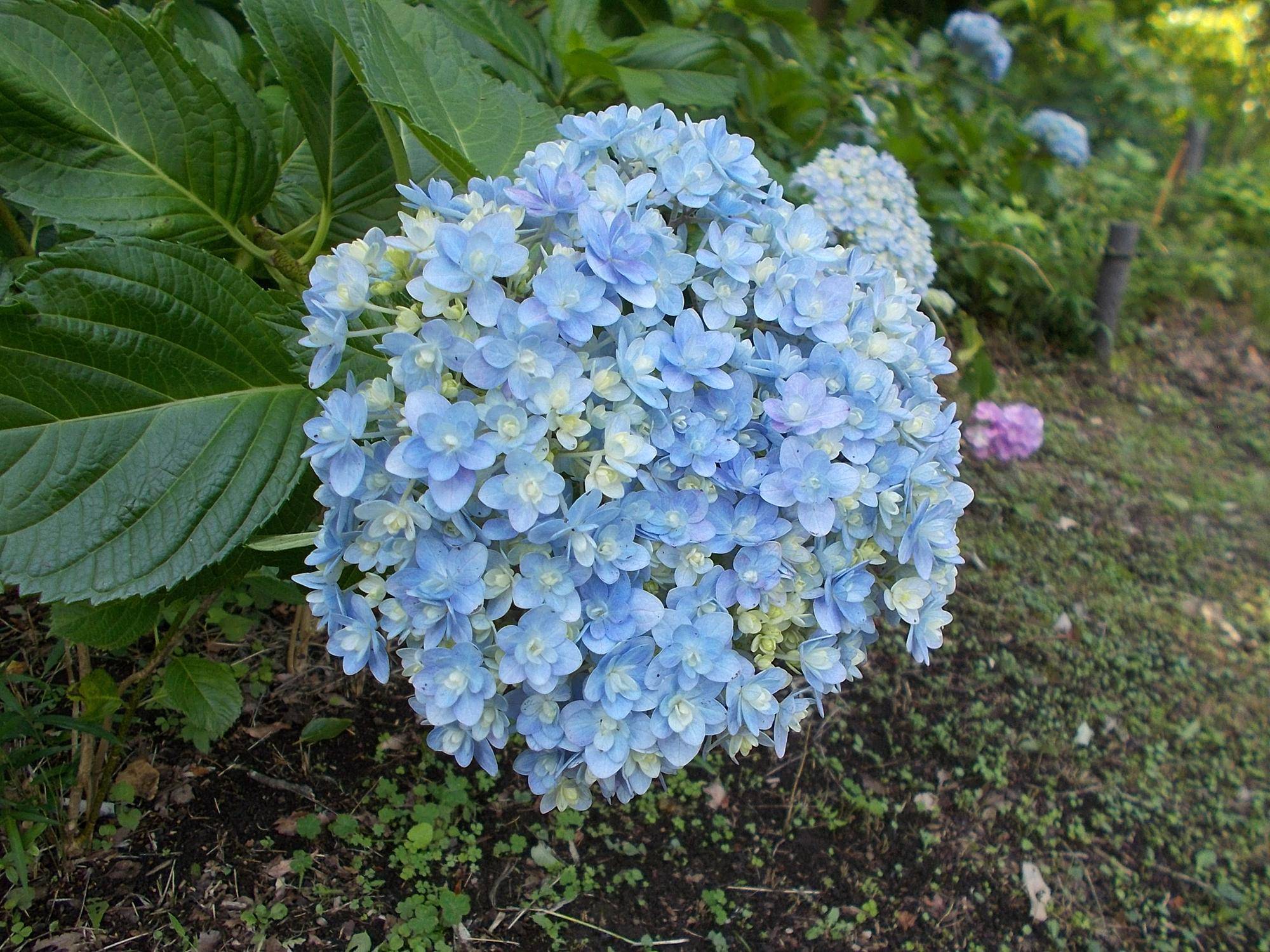 DSCN9633.jpg