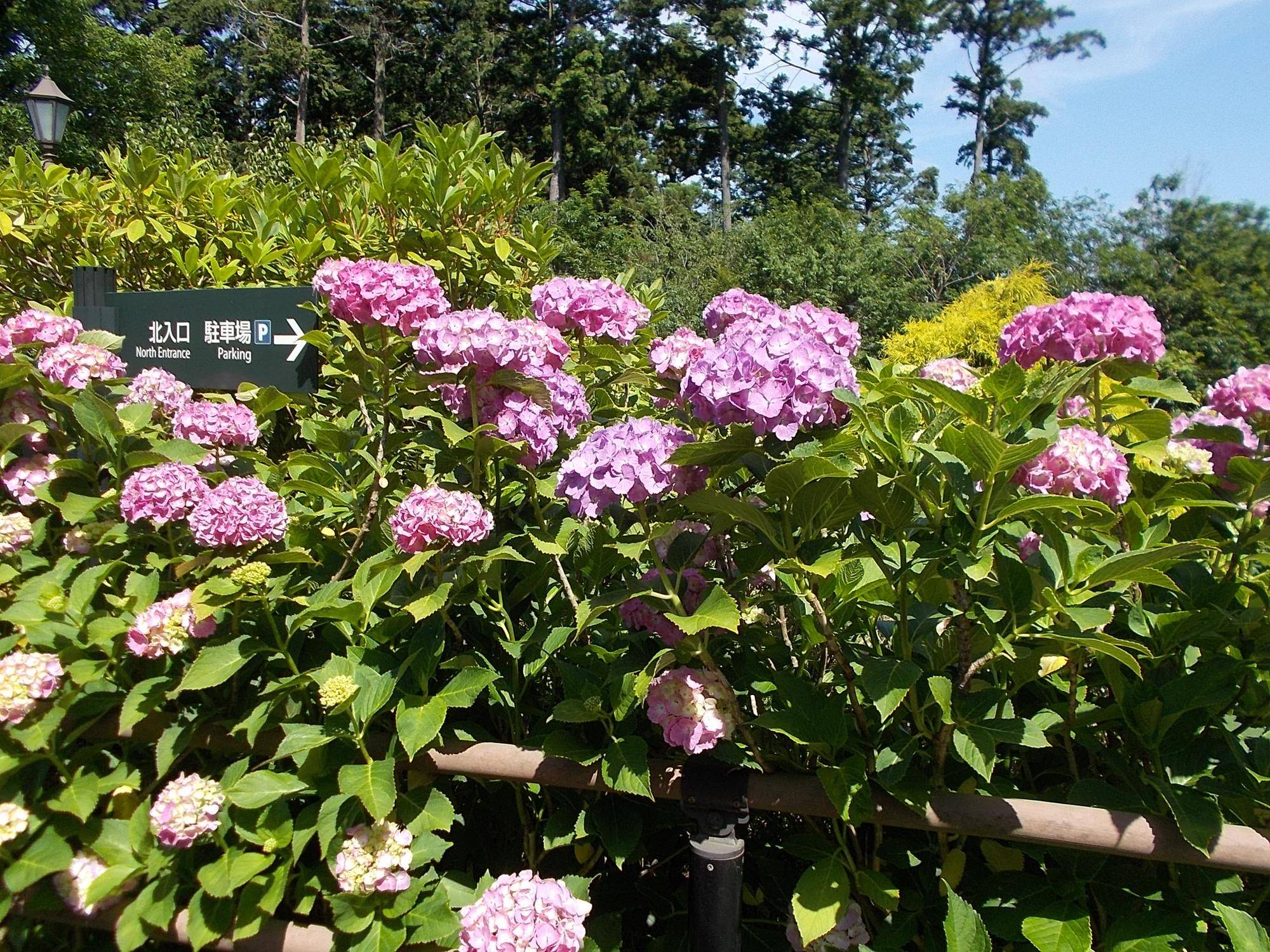 DSCN9634.jpg
