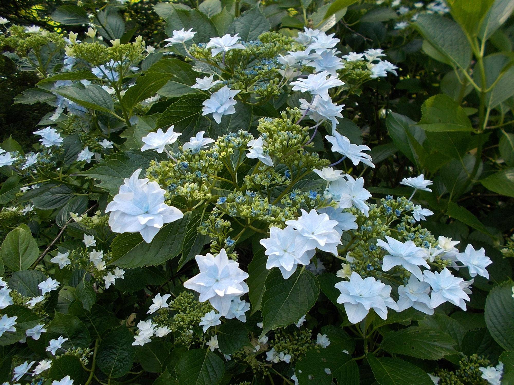 DSCN9645.jpg