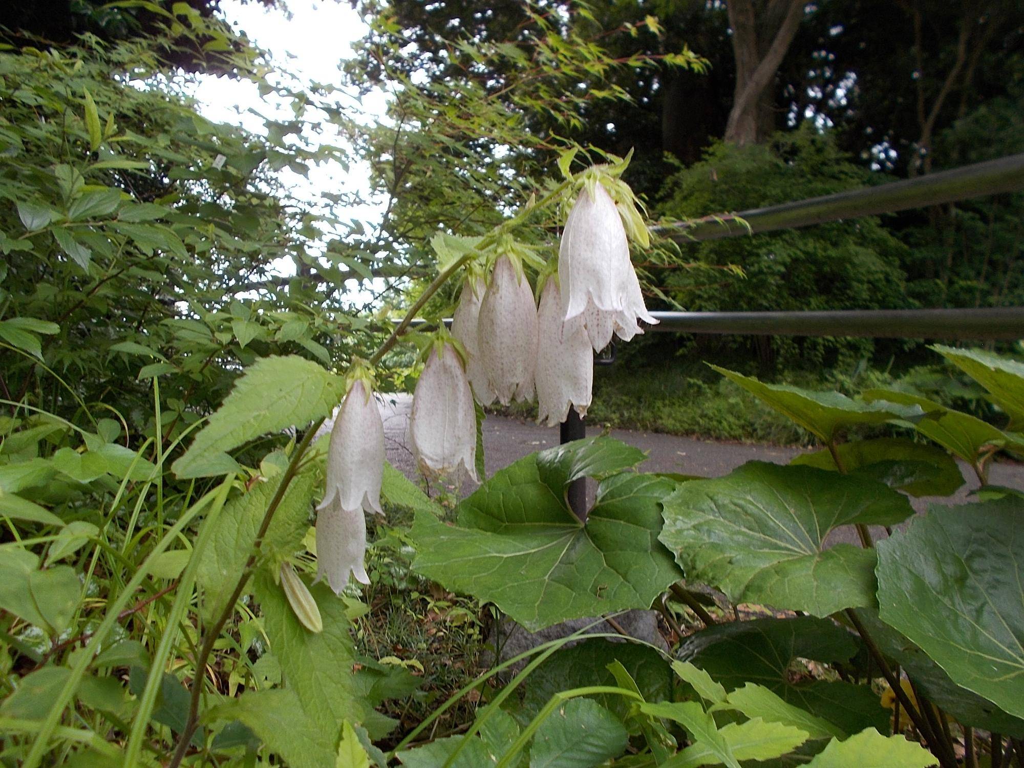 DSCN9664.jpg