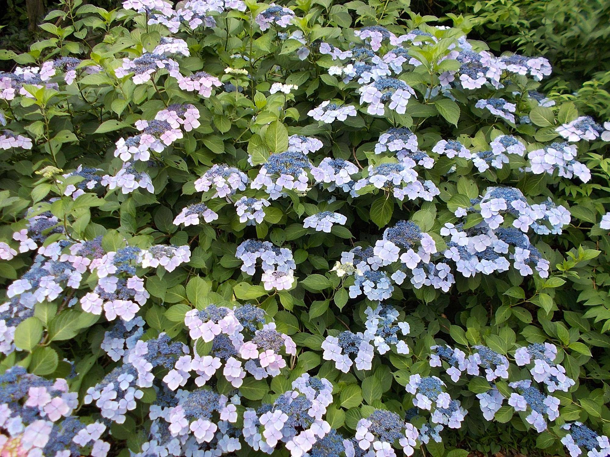 DSCN9669.jpg