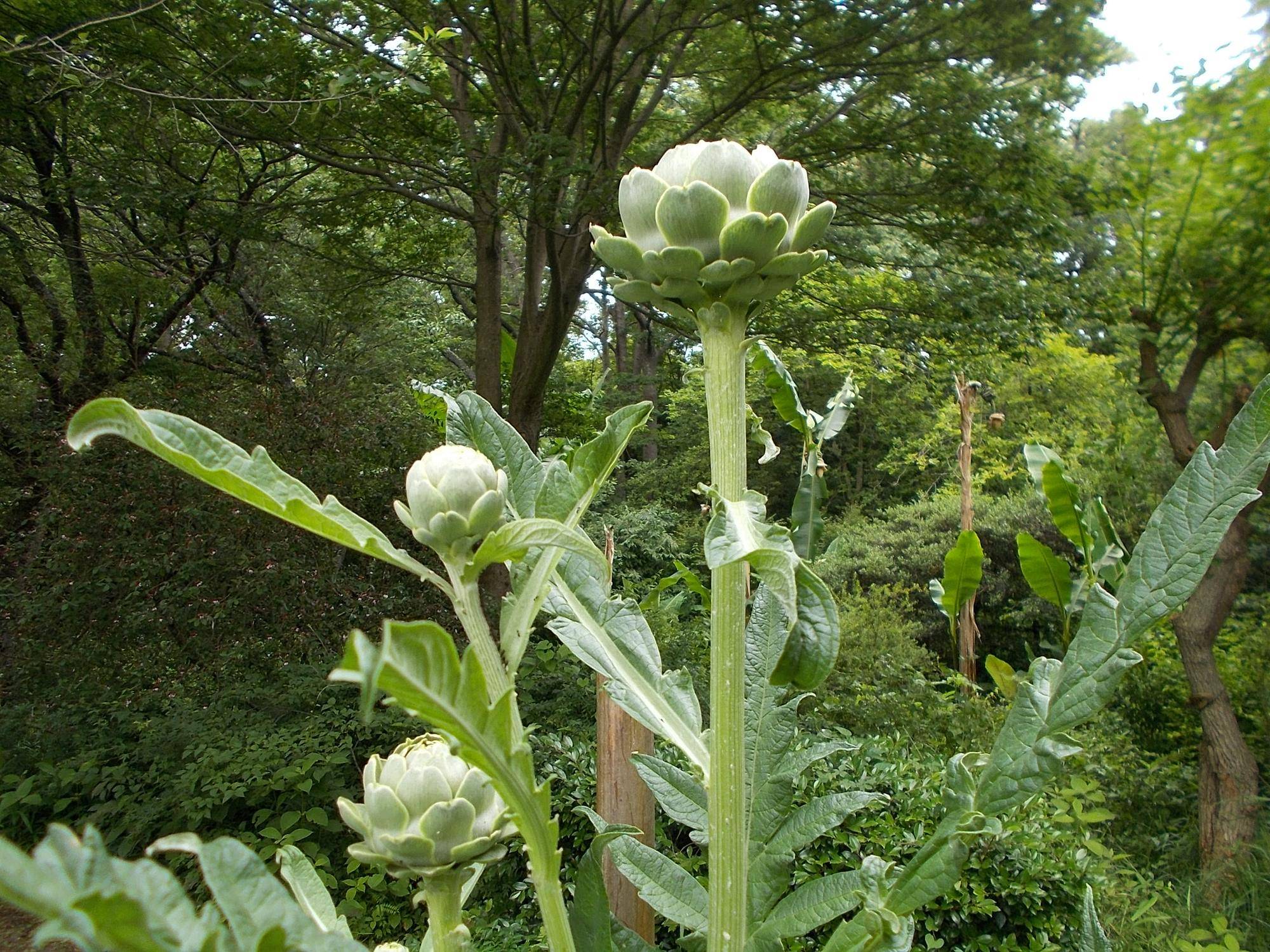 DSCN9682.jpg