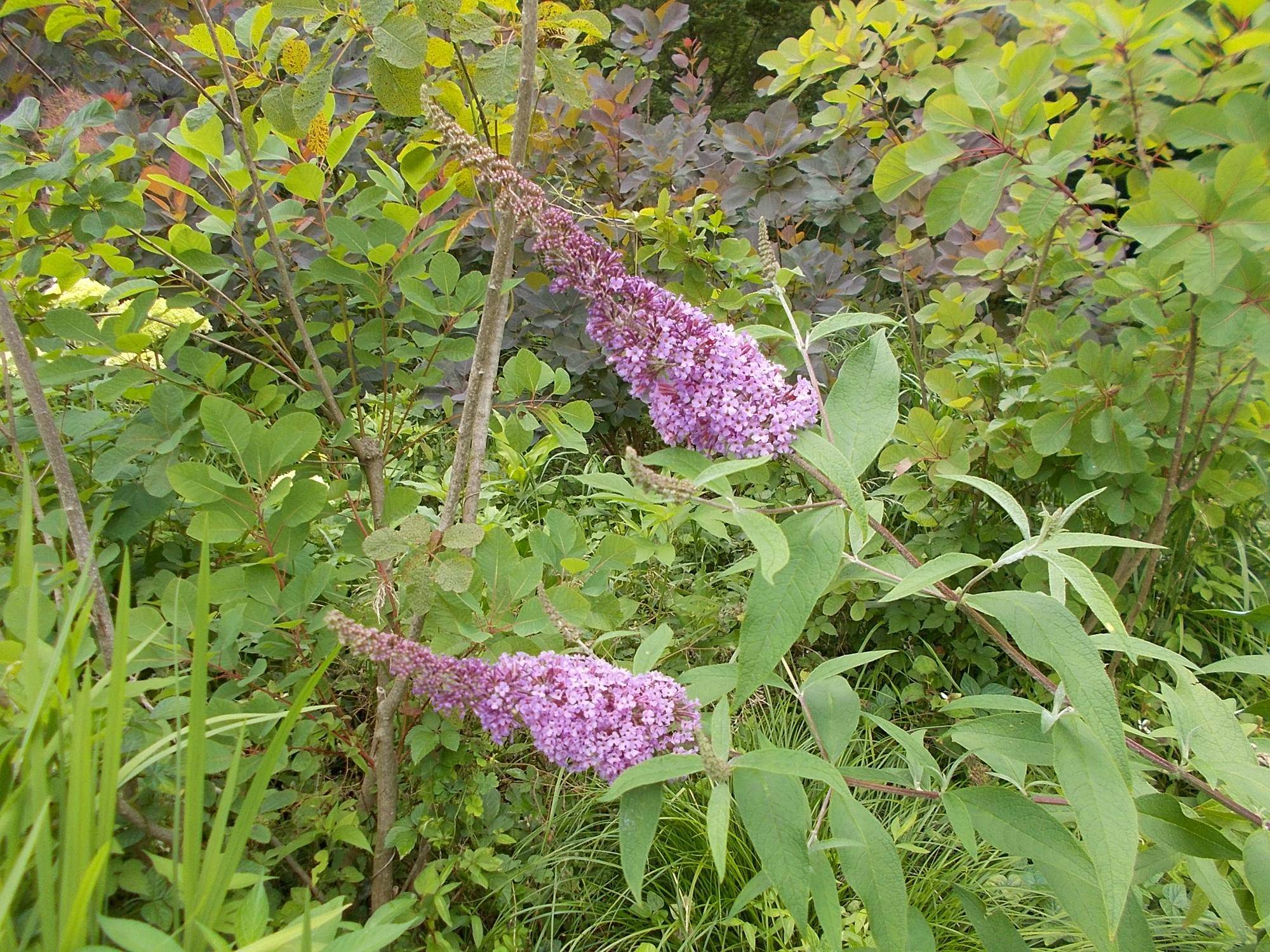 DSCN9685.jpg