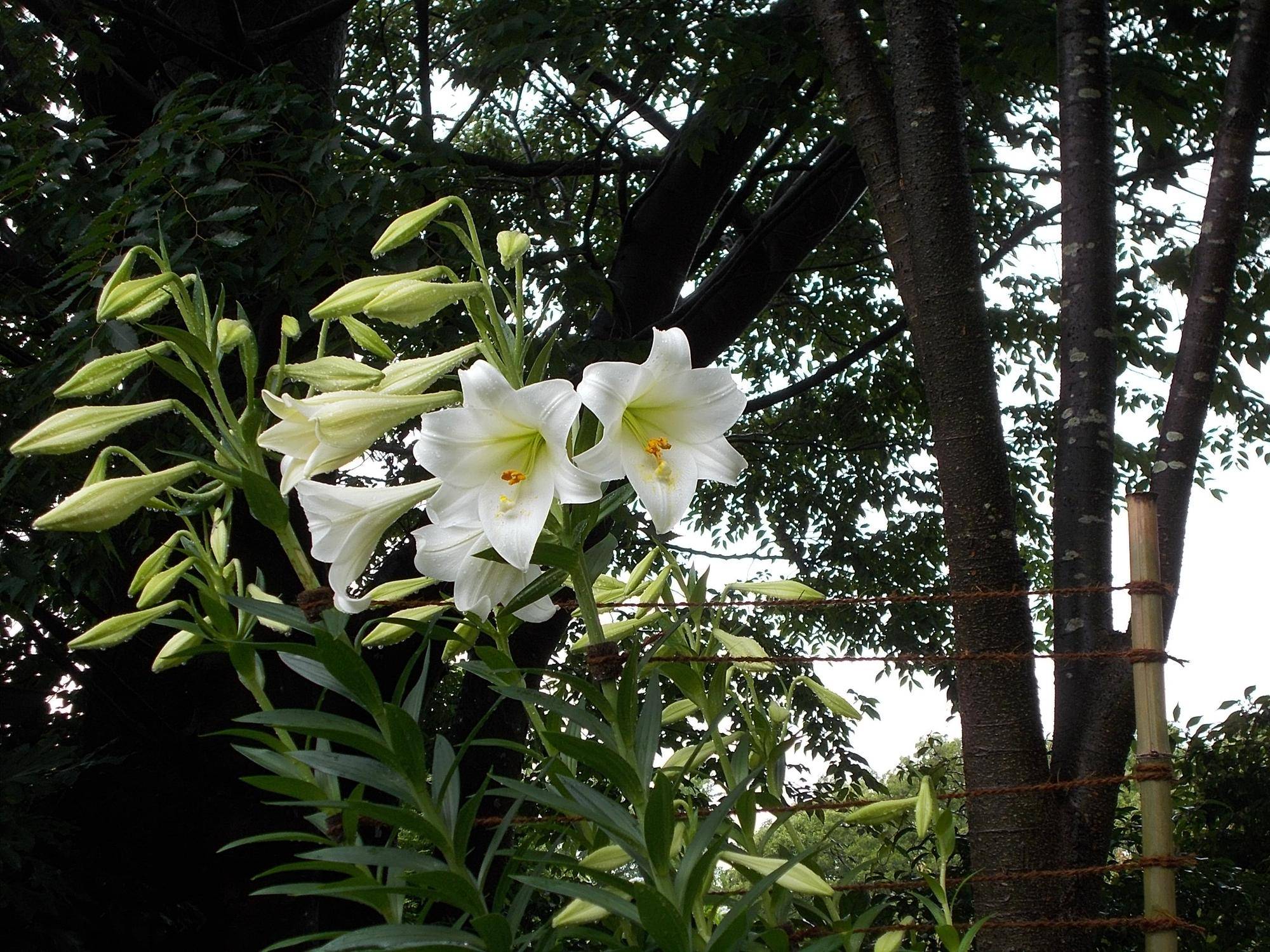 DSCN9699.jpg