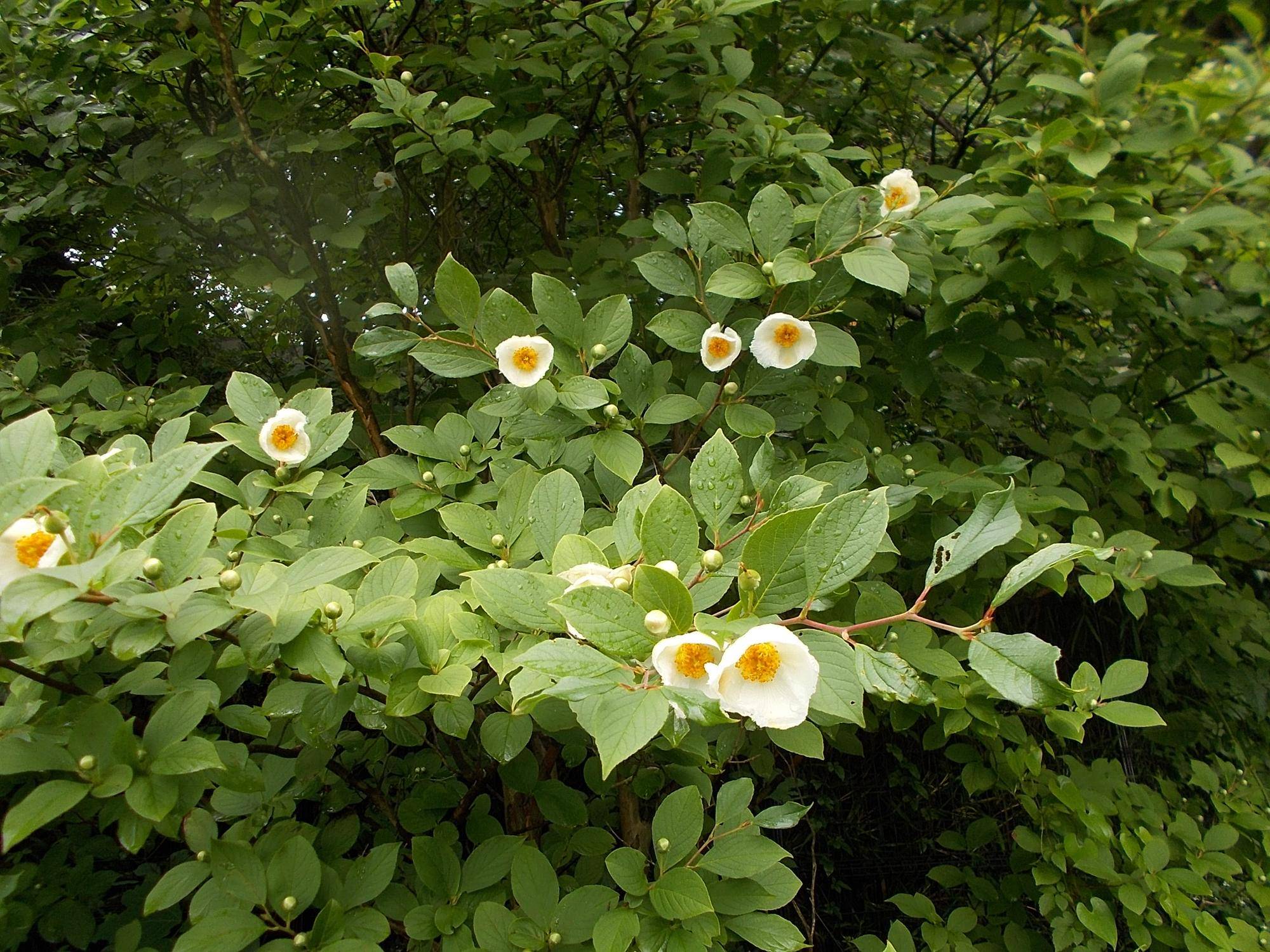DSCN9711.jpg