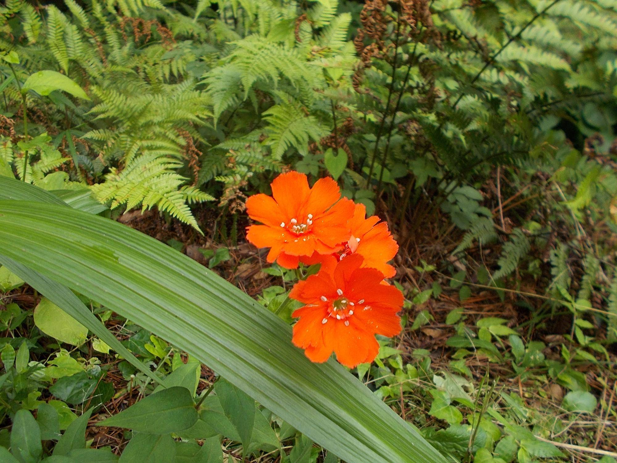 DSCN9721.jpg
