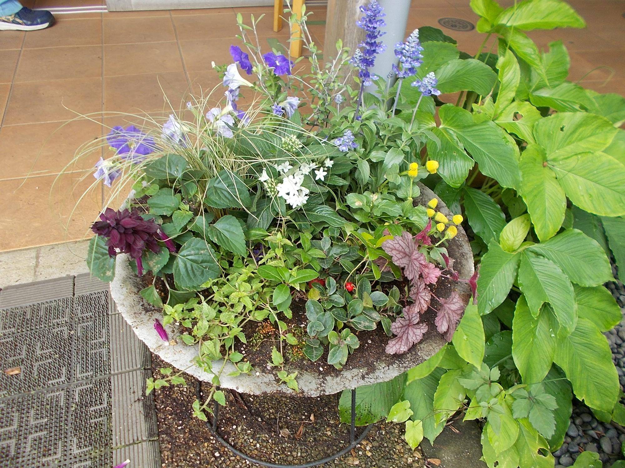 DSCN9726.jpg