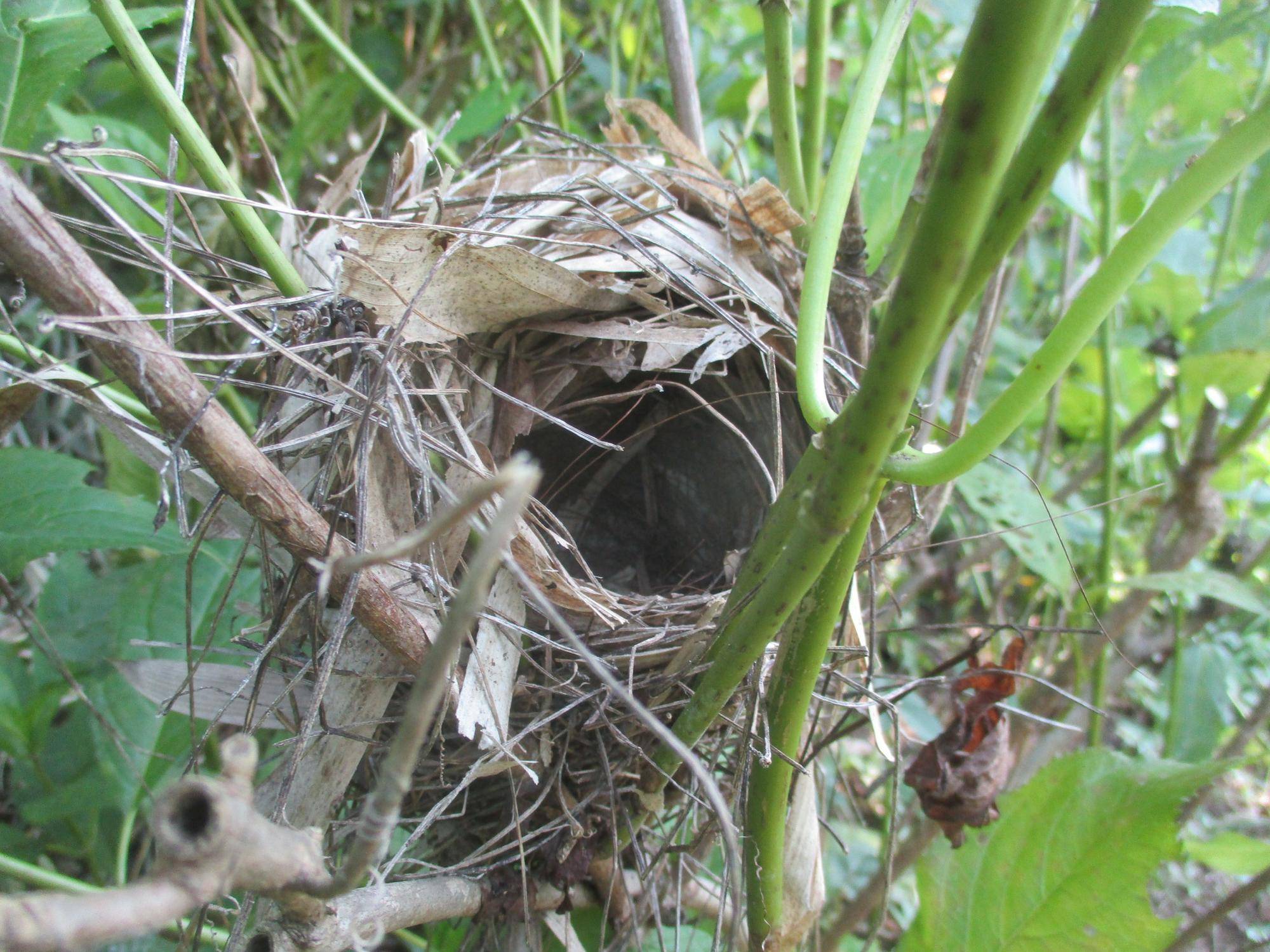 ウグイスの巣7.11.jpg