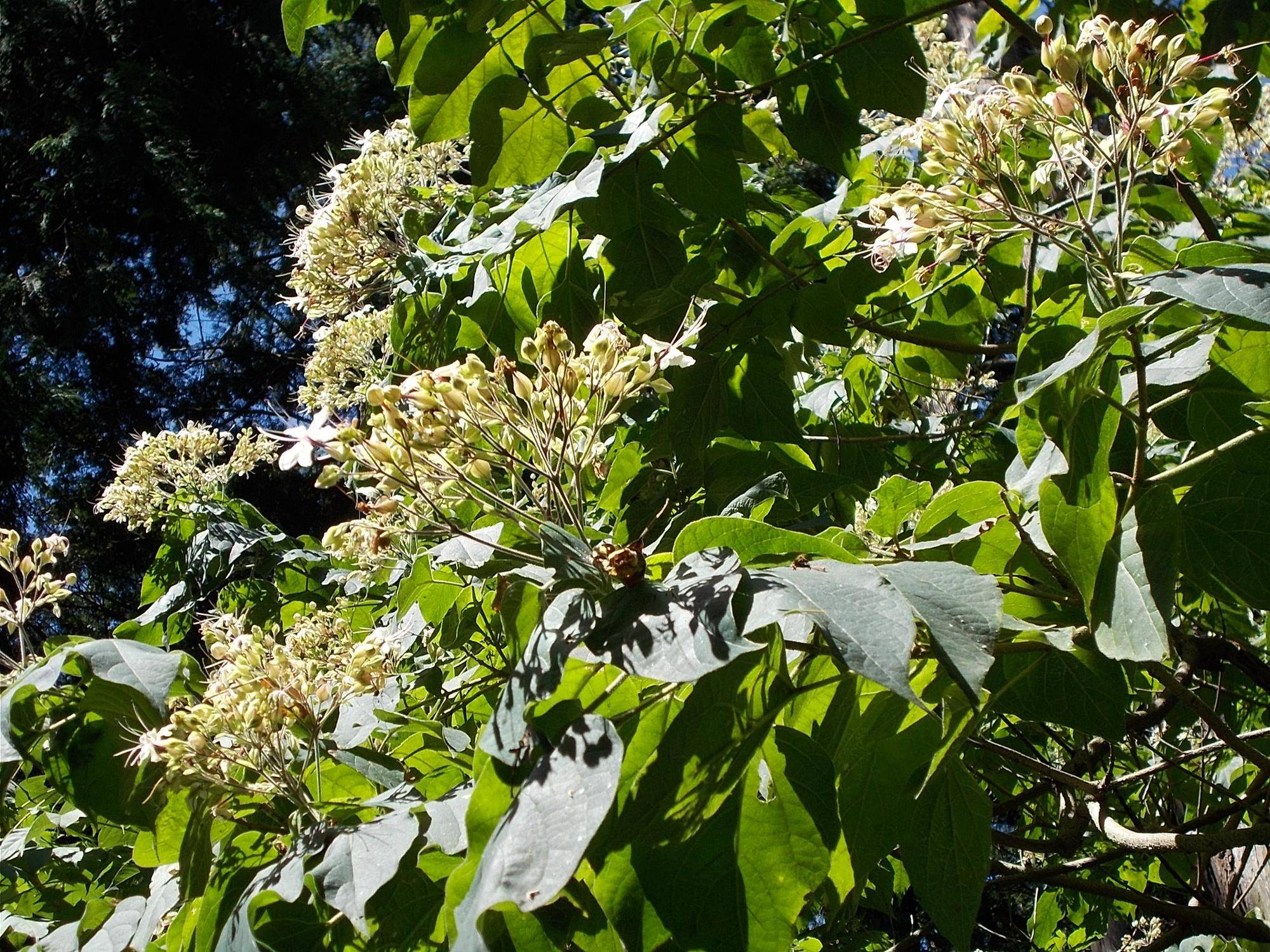 DSCN9086.jpg