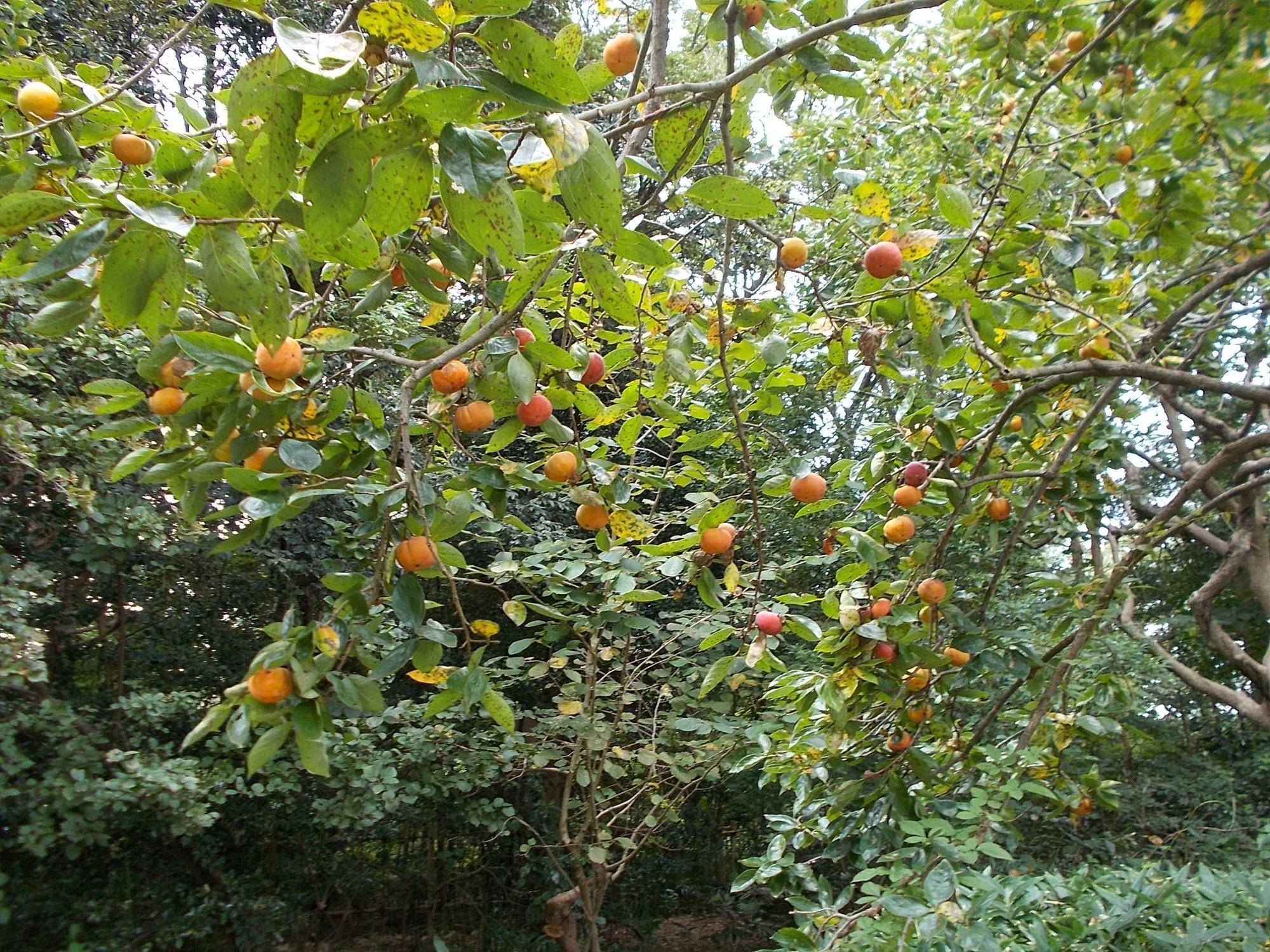 DSCN9903.jpg