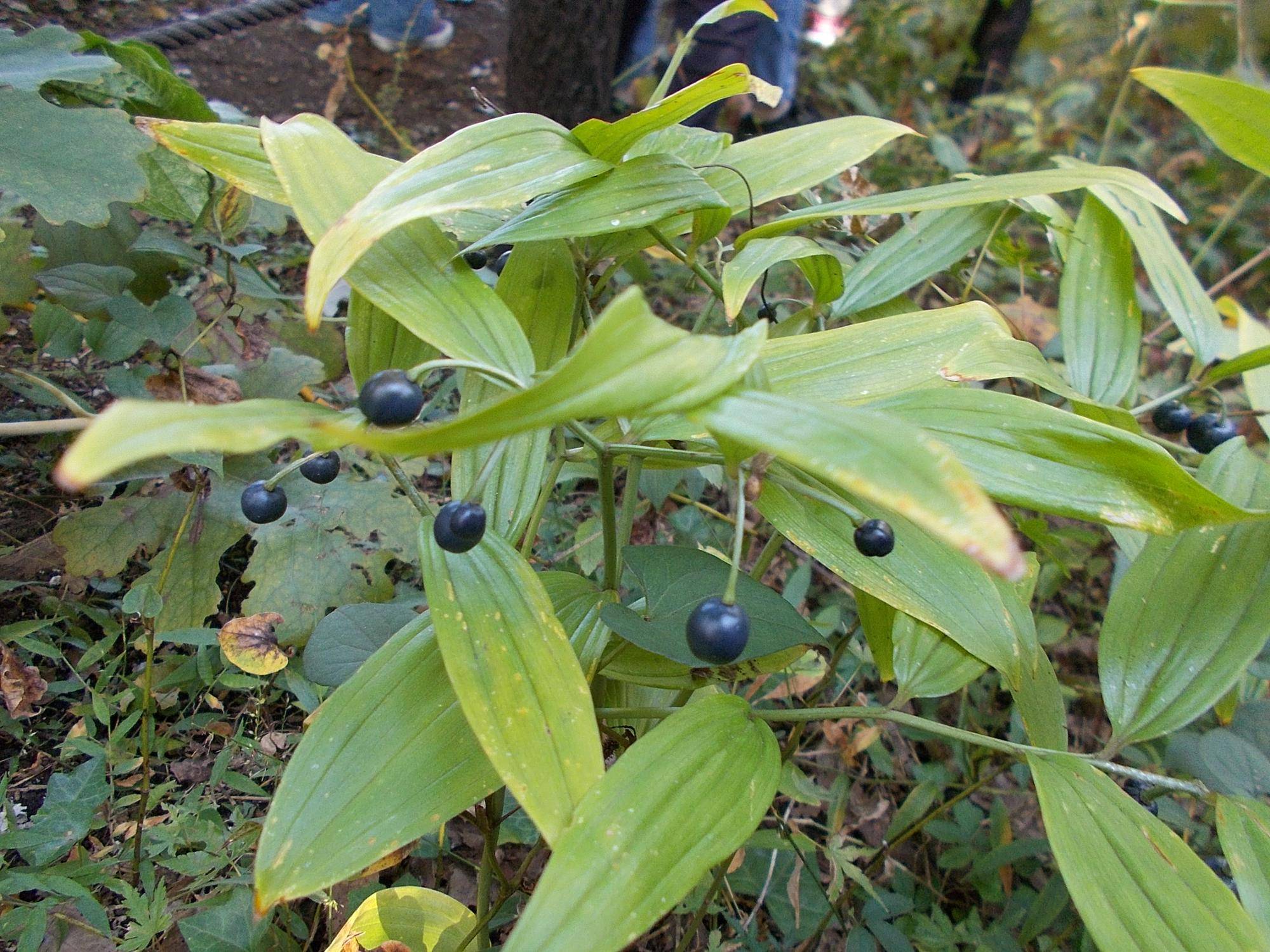 DSCN0185.jpg