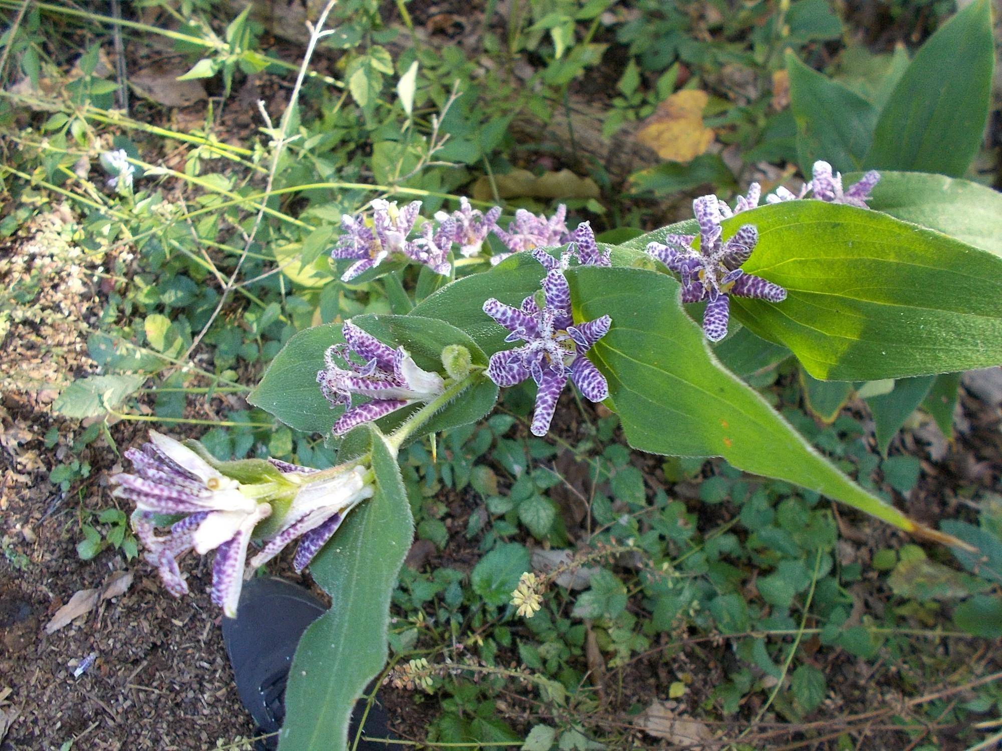 DSCN0187.jpg