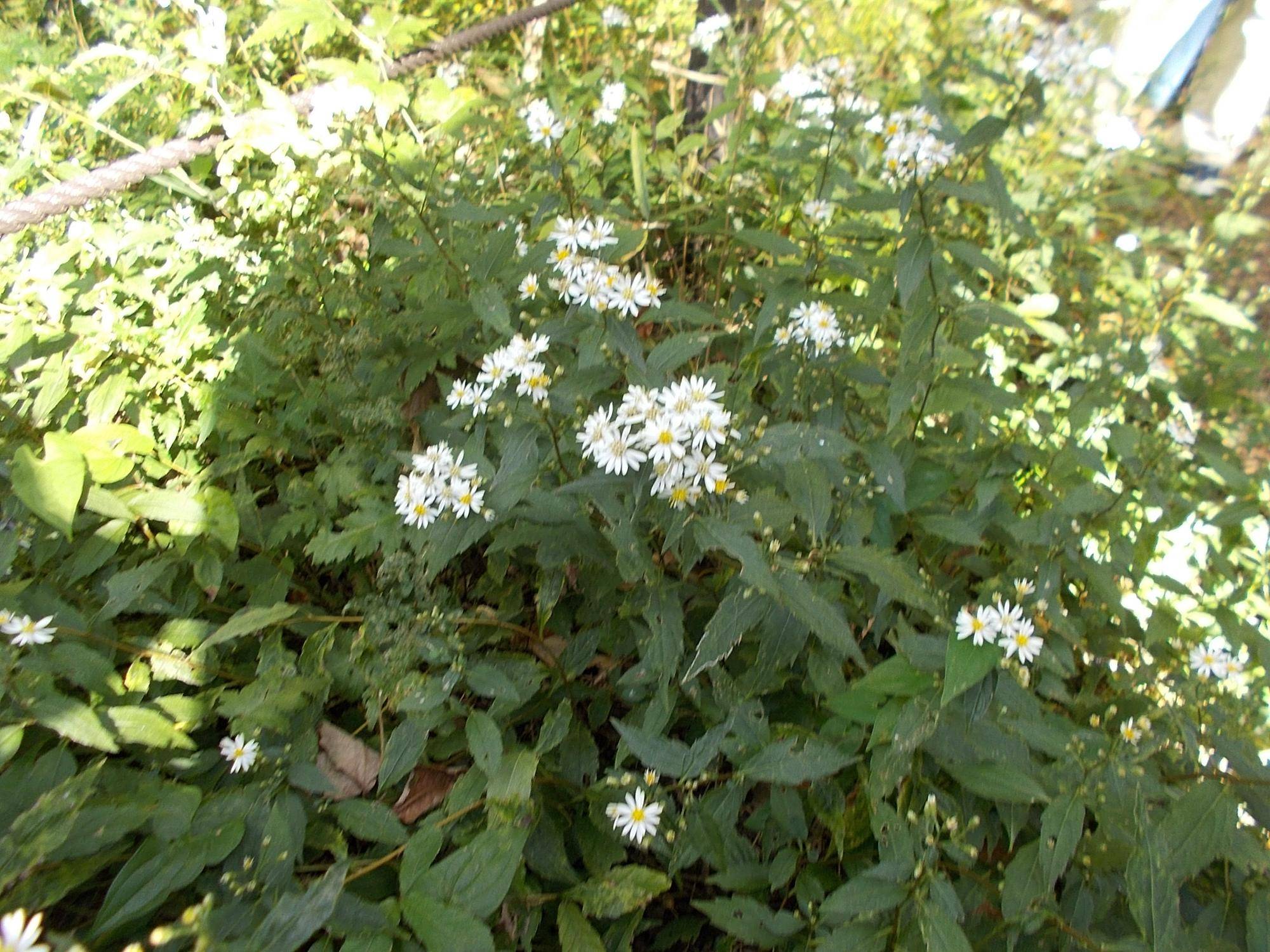 DSCN0192.jpg
