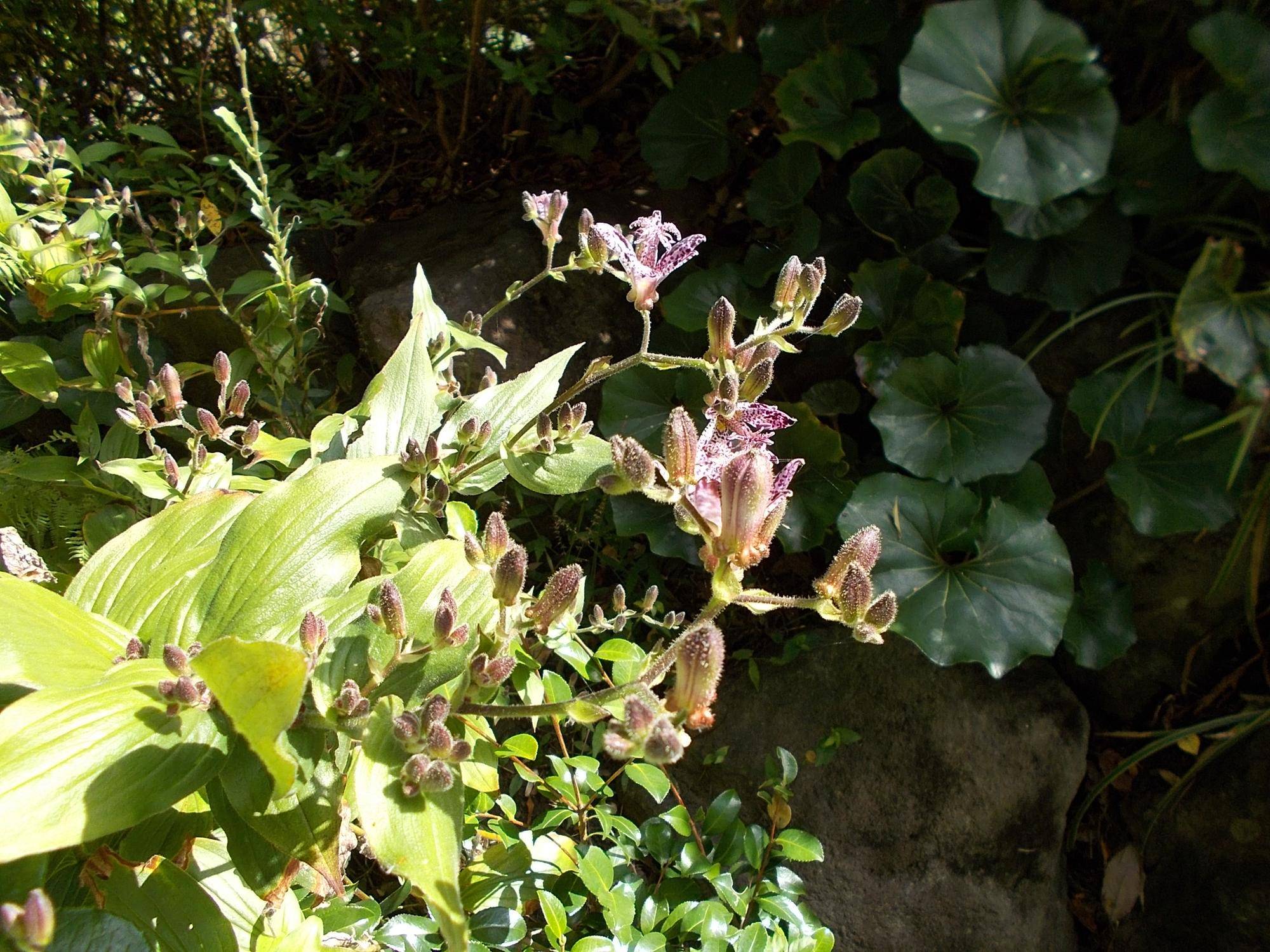 DSCN0233.jpg