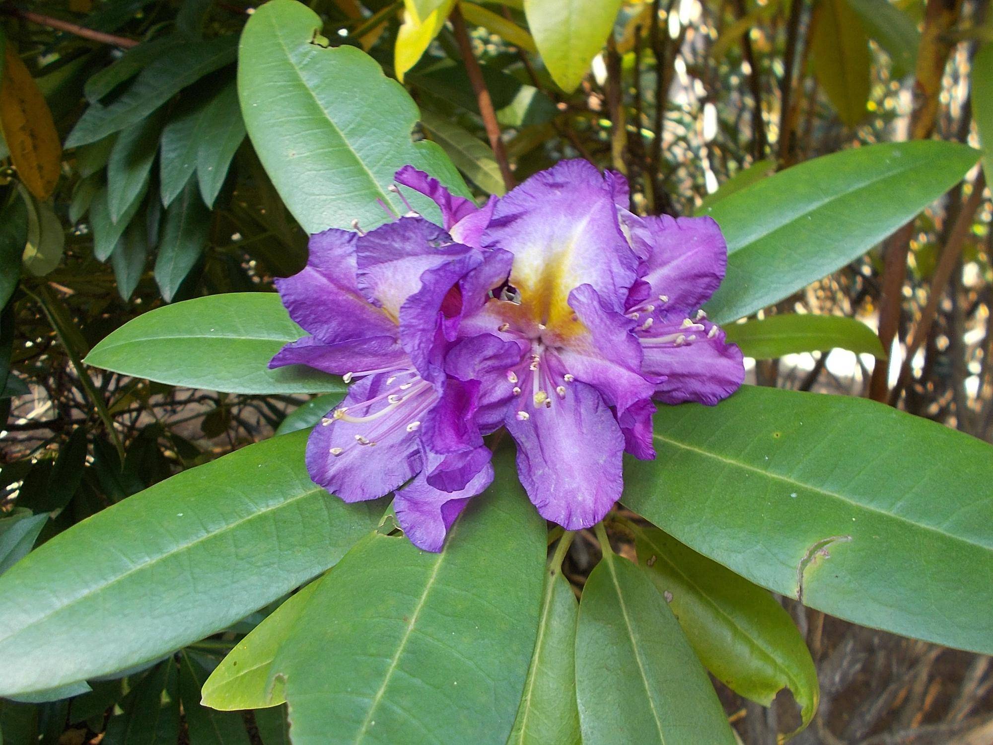 DSCN0267.jpg