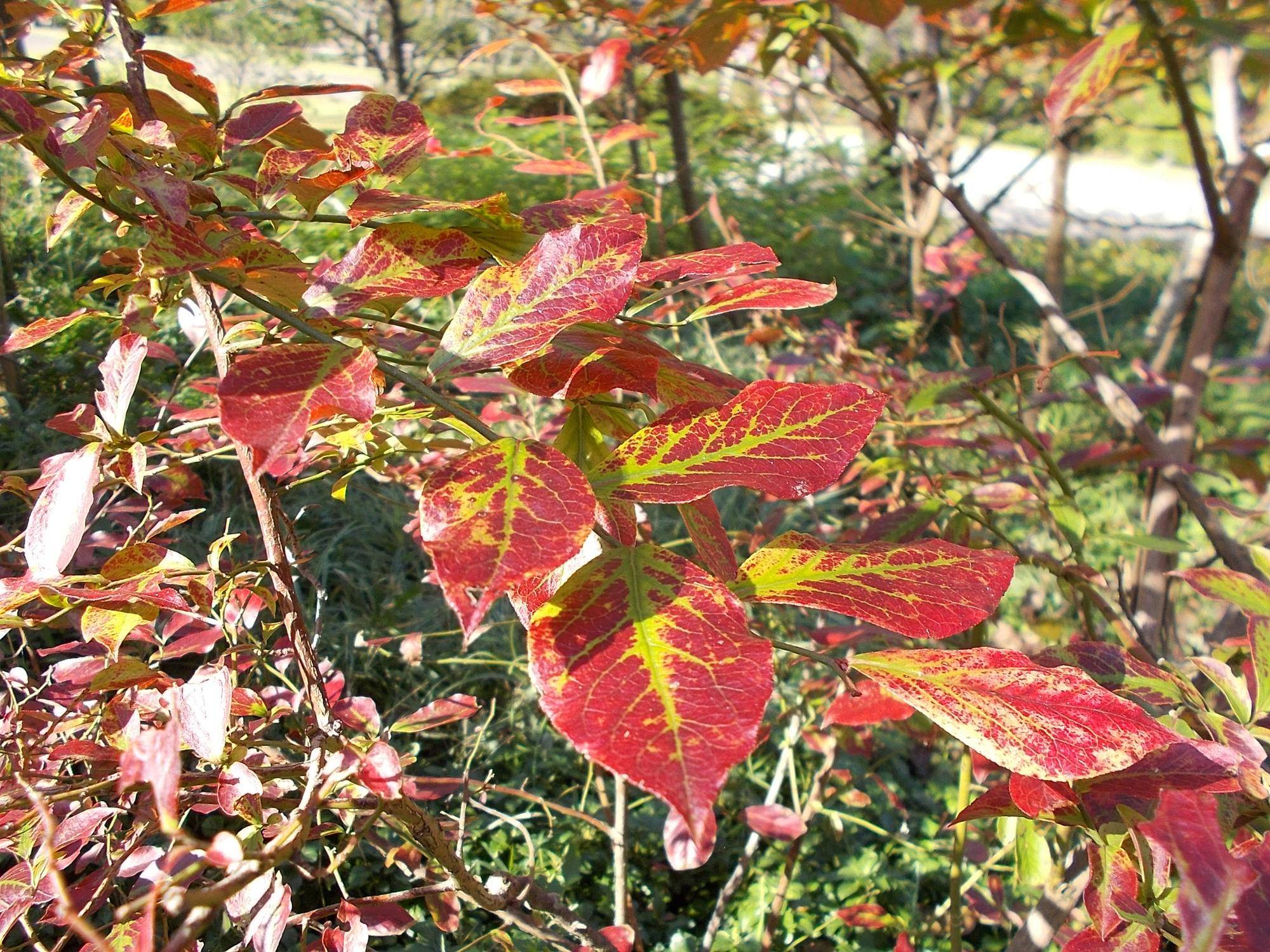 DSCN0284.jpg