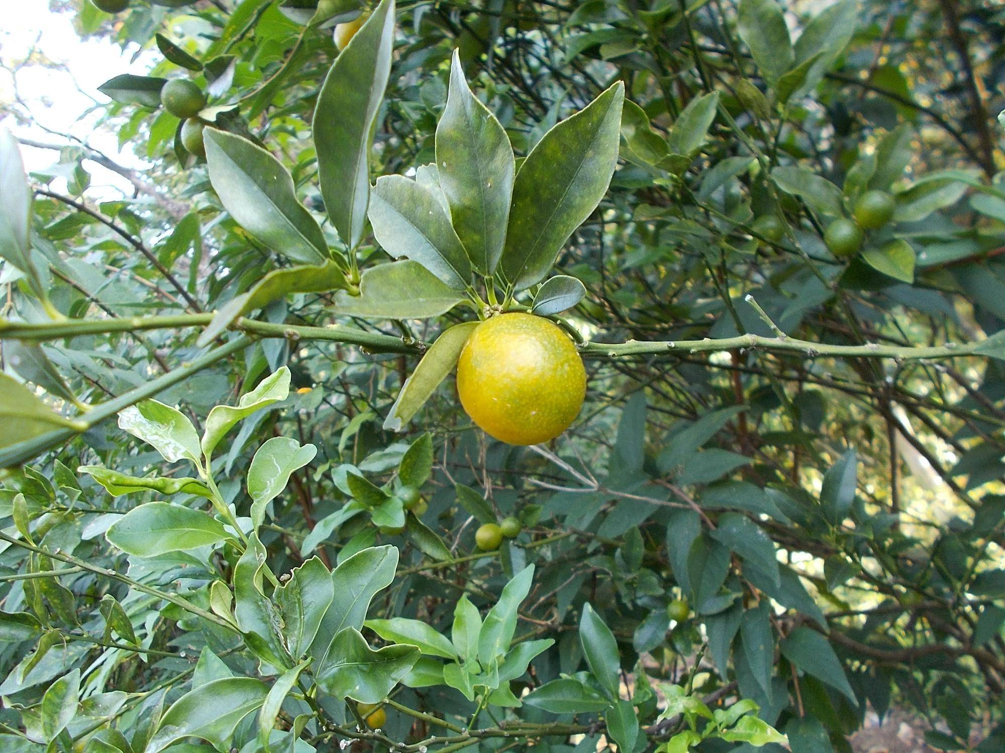 DSCN0287.jpg