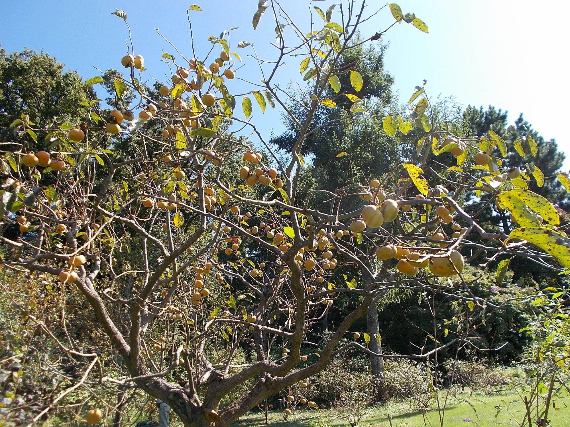 DSCN9975.jpg