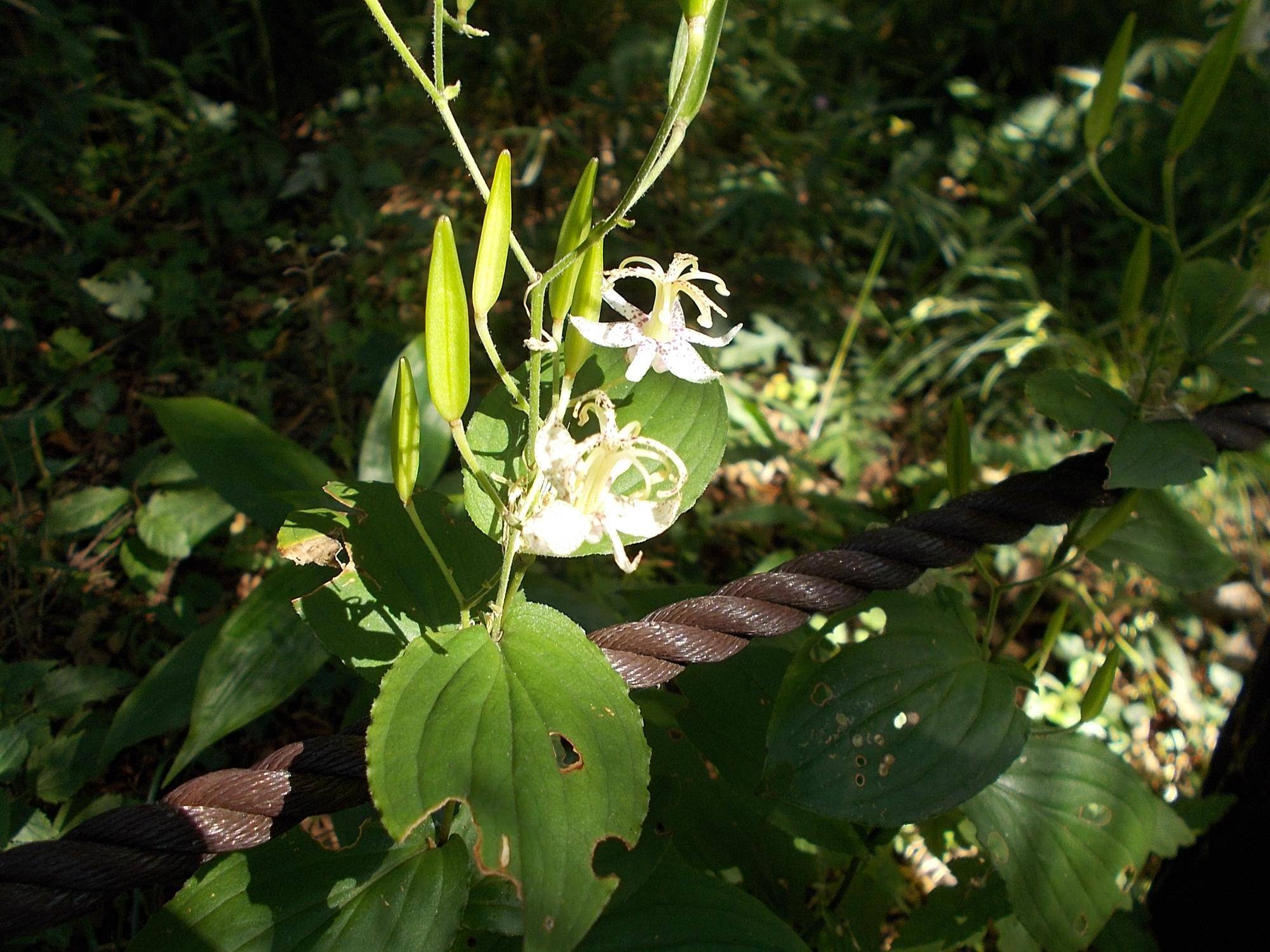 DSCN9979.jpg