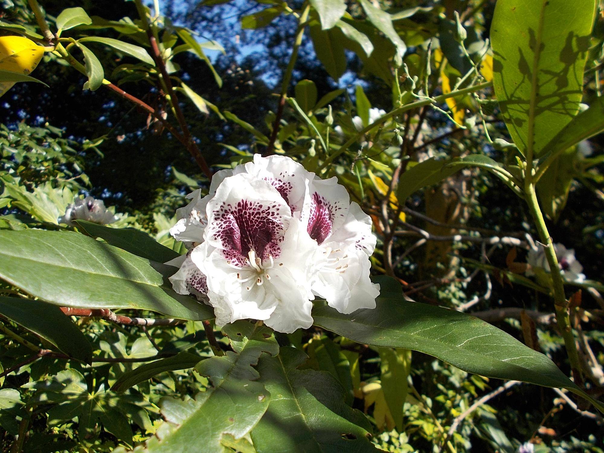 DSCN0310.jpg