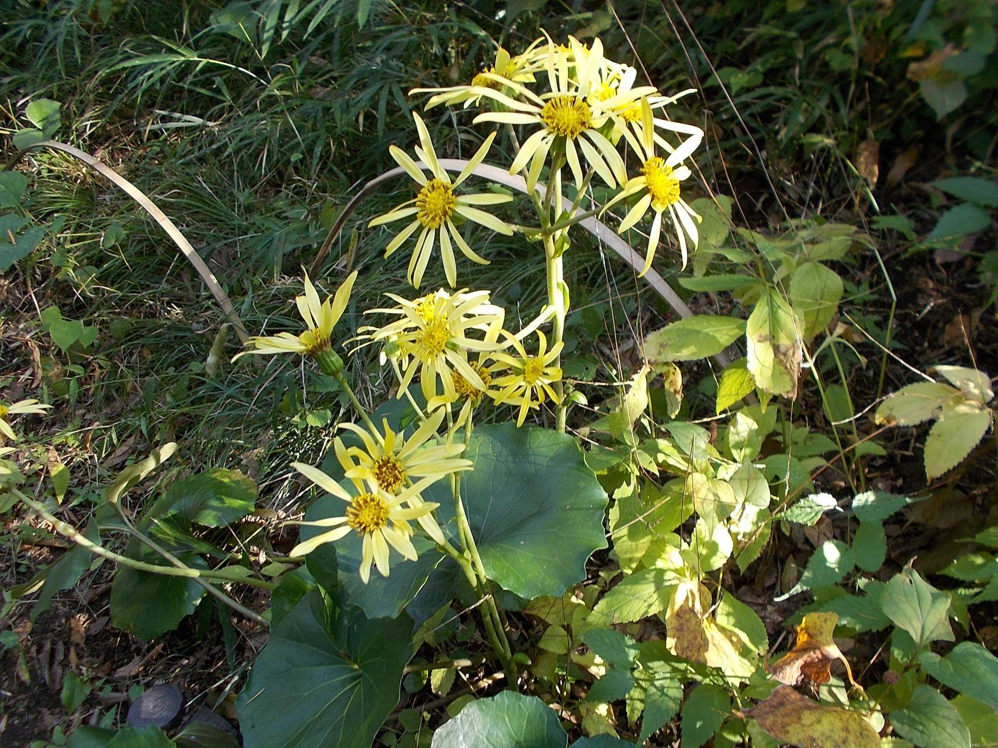 DSCN0321.jpg