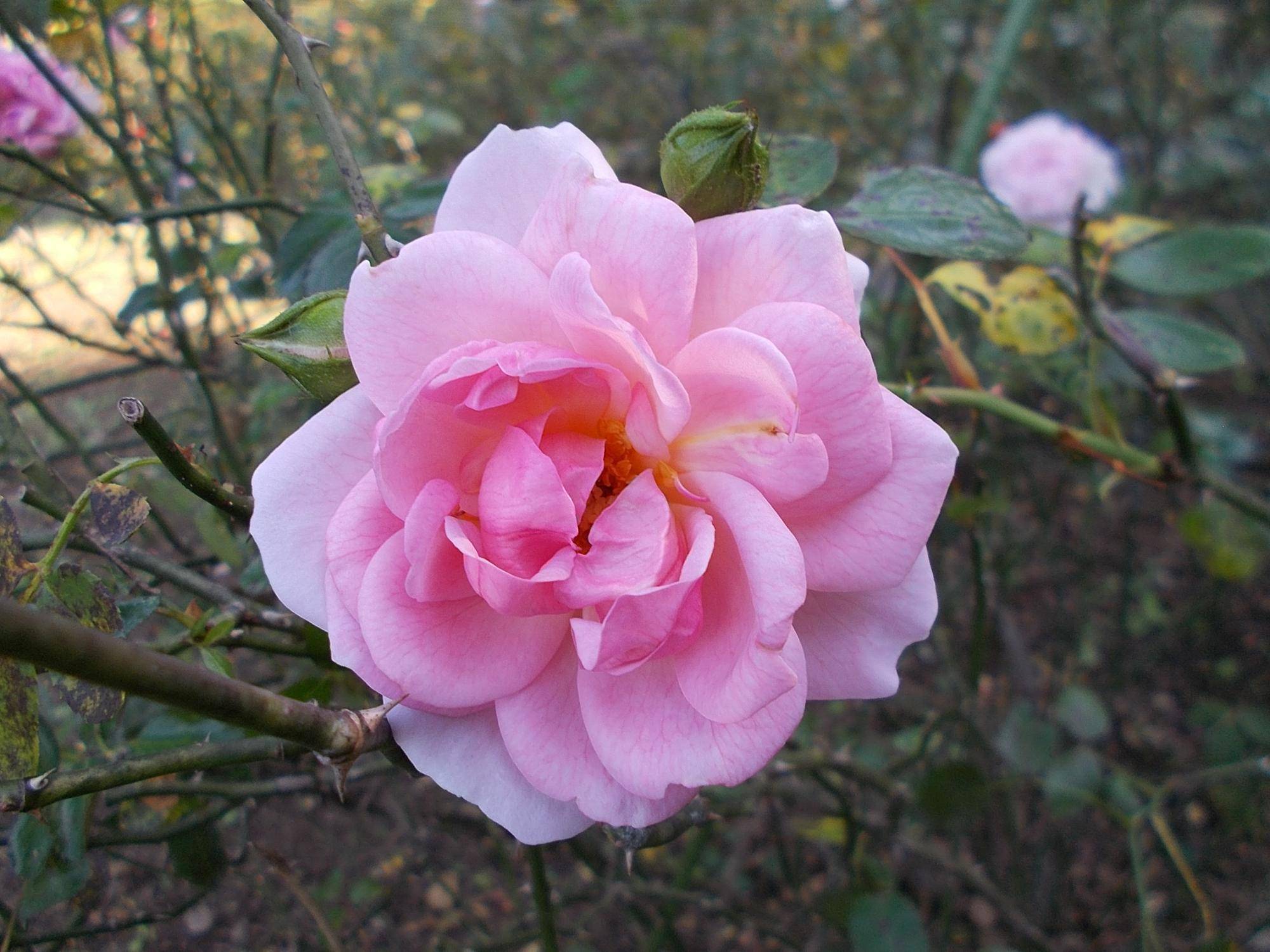 DSCN0325.jpg