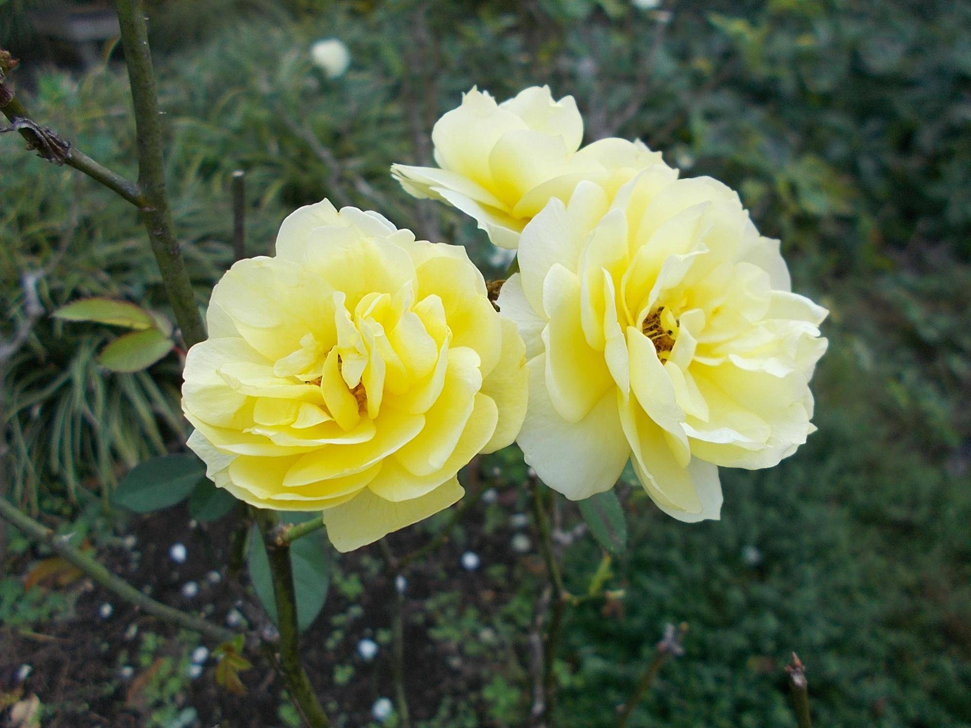 DSCN0327.jpg