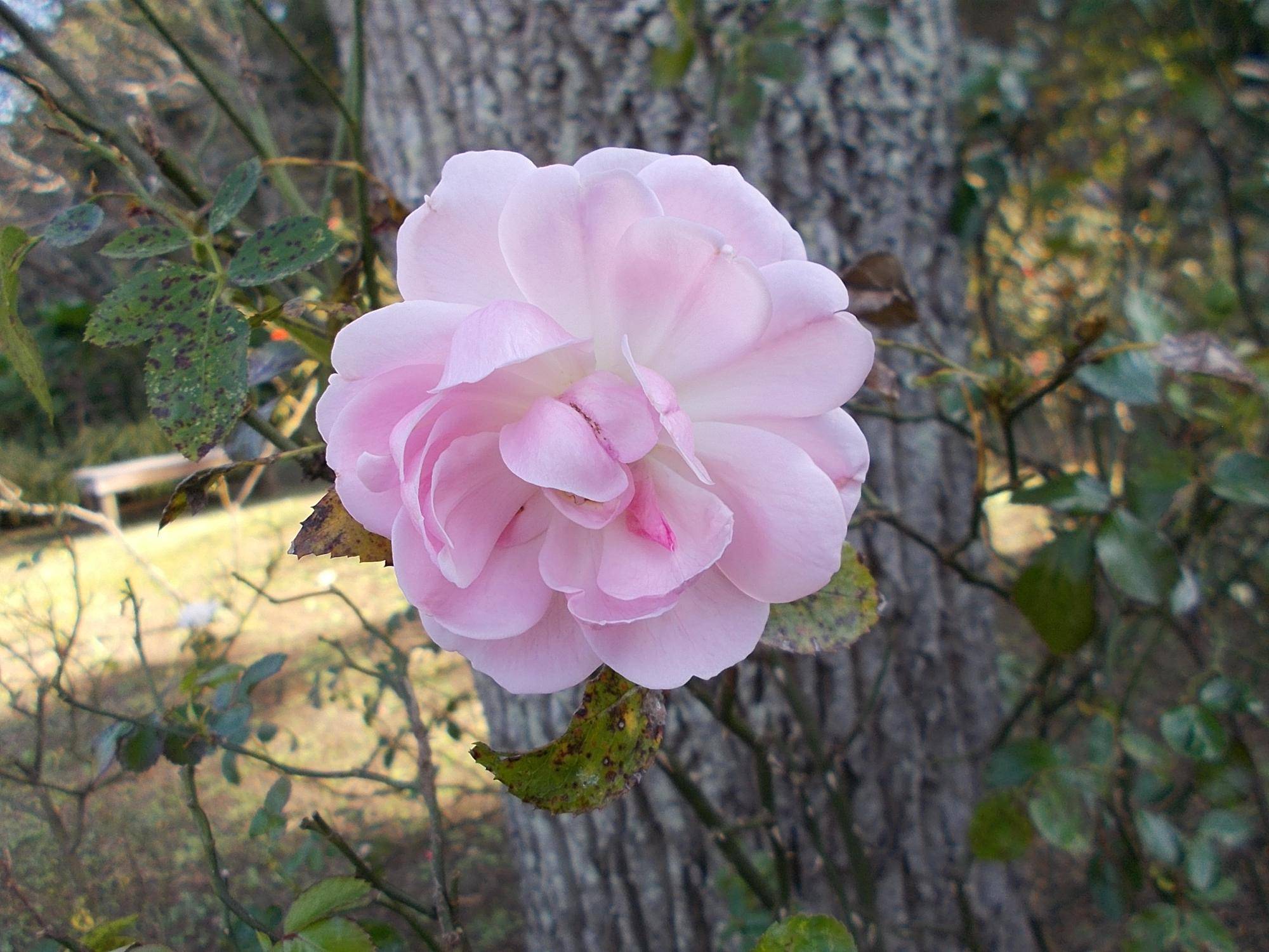 DSCN0328.jpg