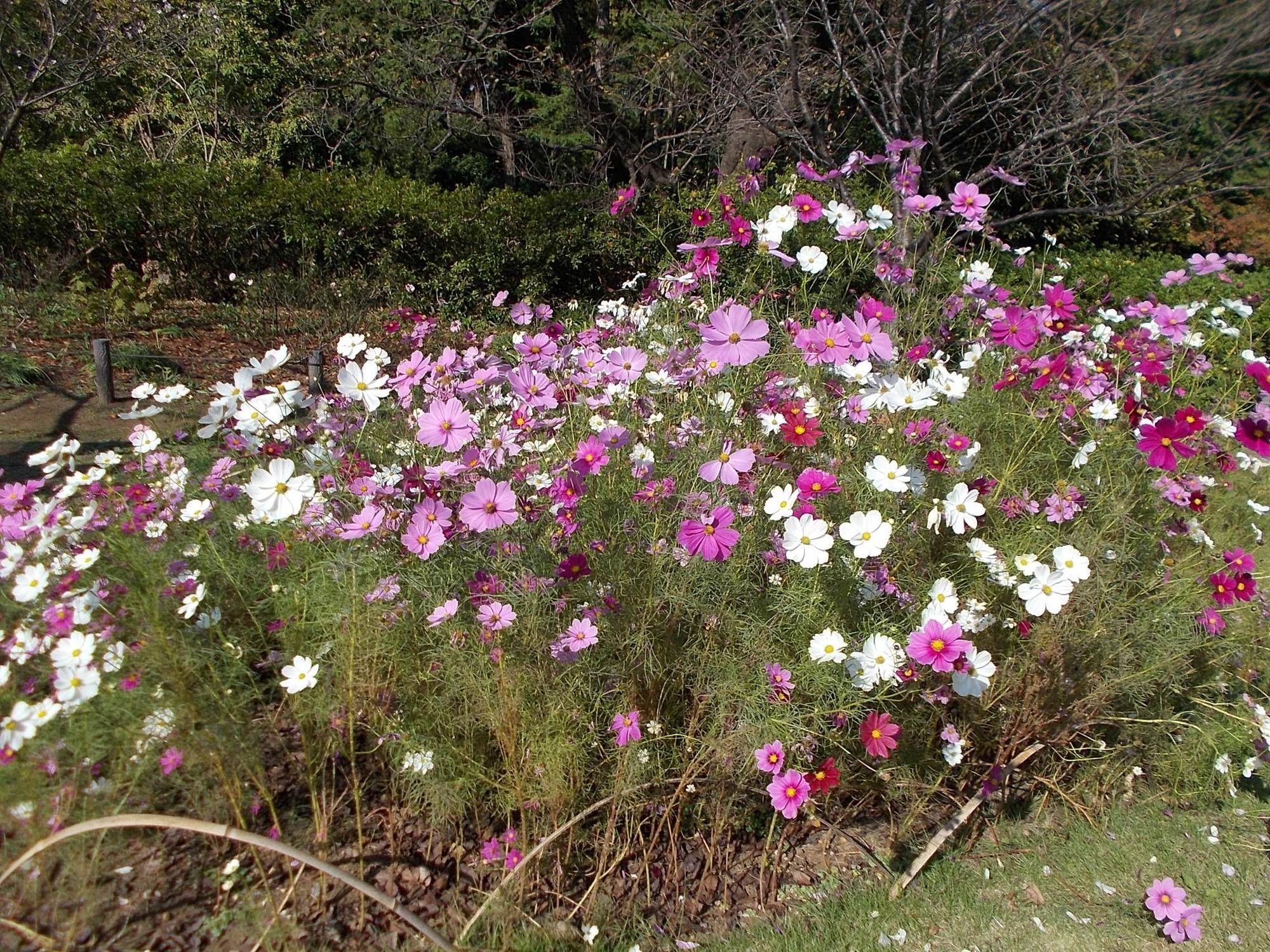 DSCN0334.jpg