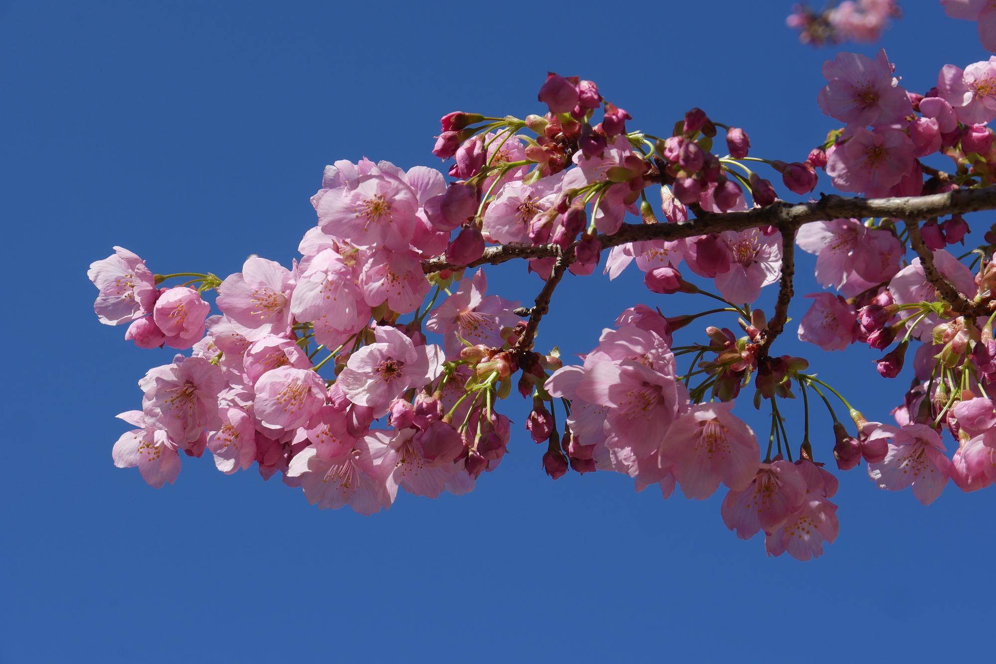 ヨウコウザクラ (2).jpg