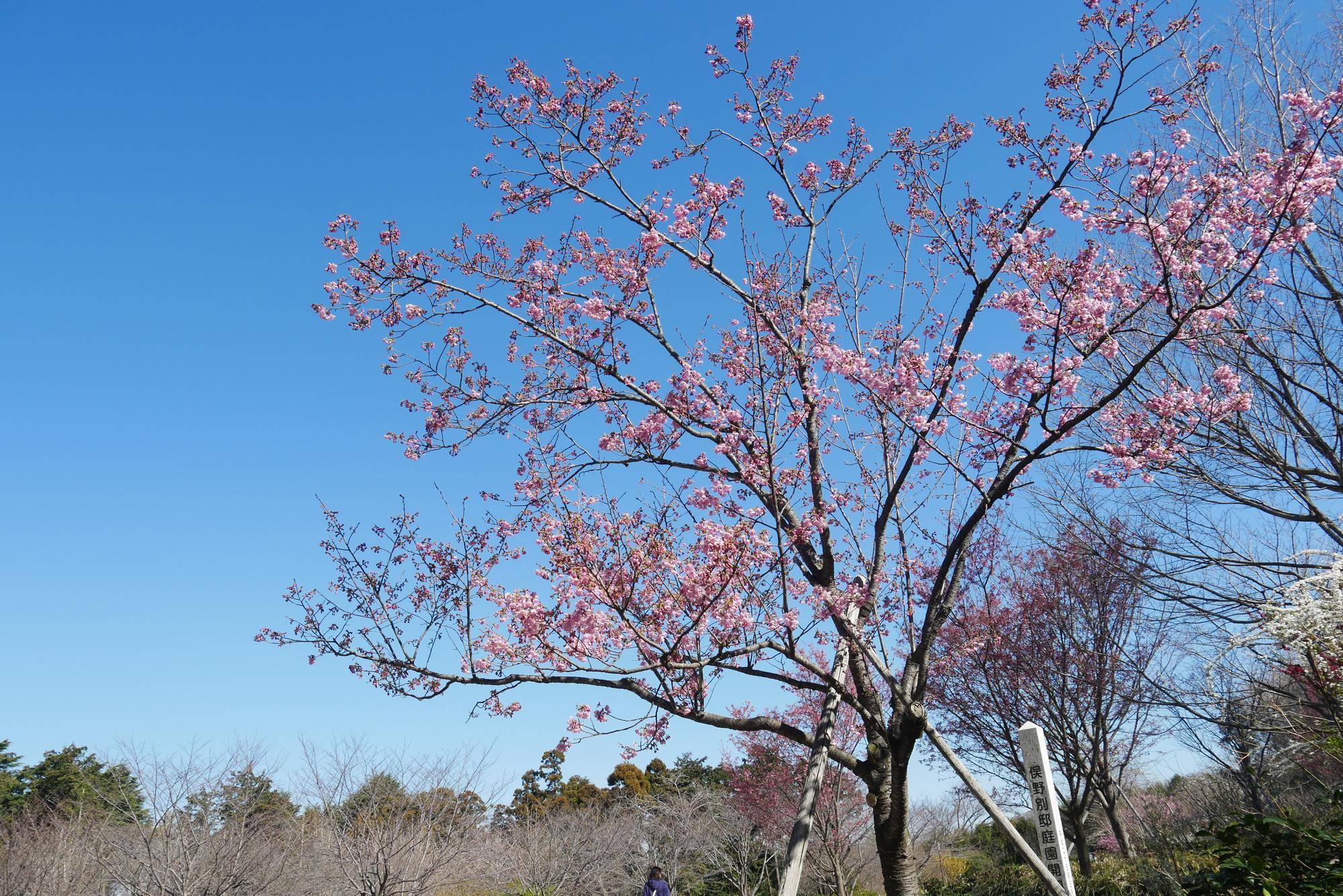ヨウコウザクラ (1).jpg