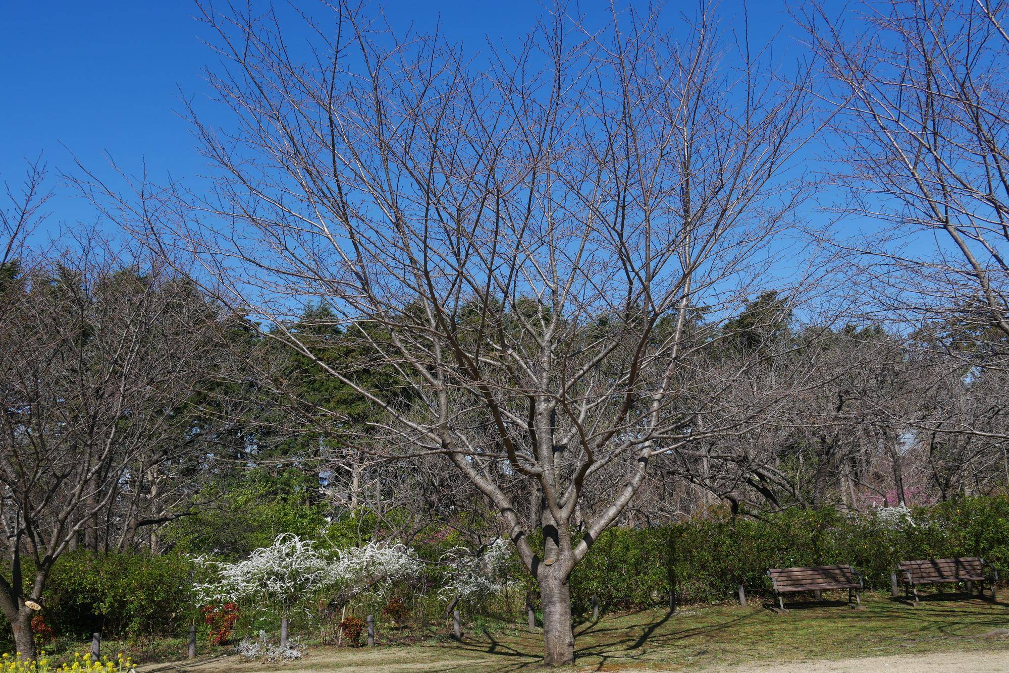 ソメイヨシノ (1).jpg