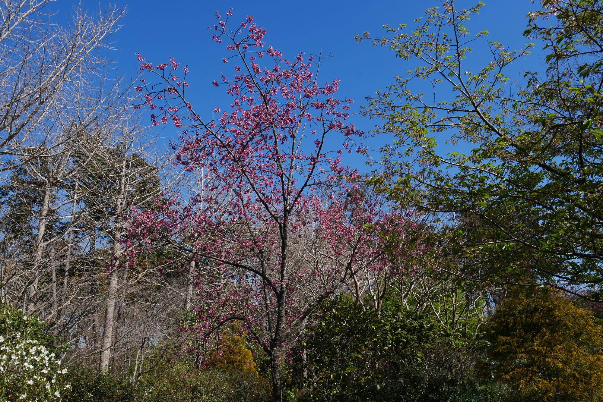 カンヒザクラ (2).jpg