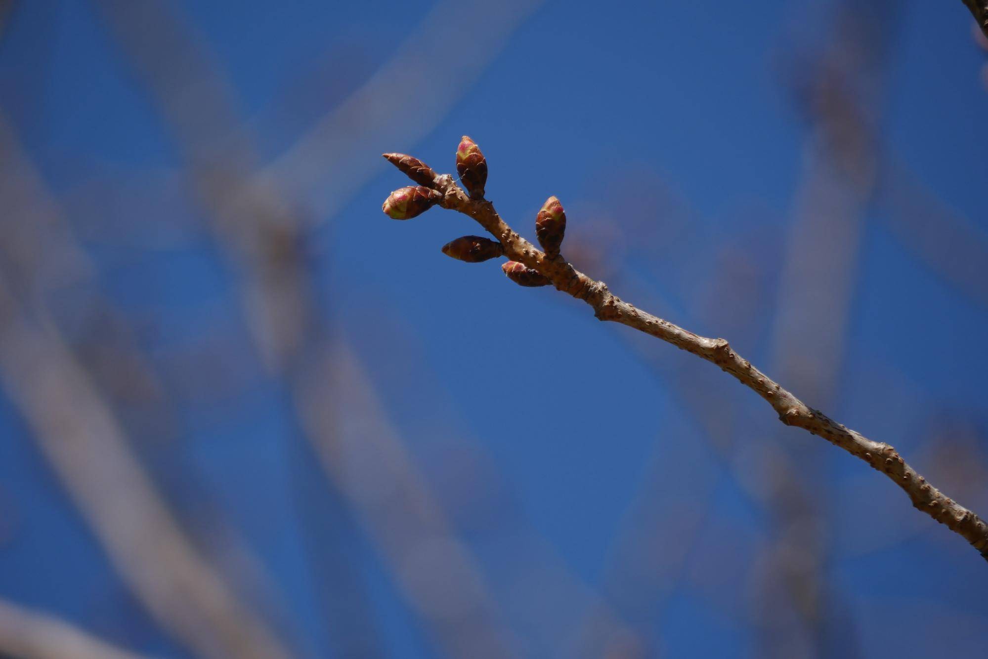 ヨコハマヒザクラ (1).jpg