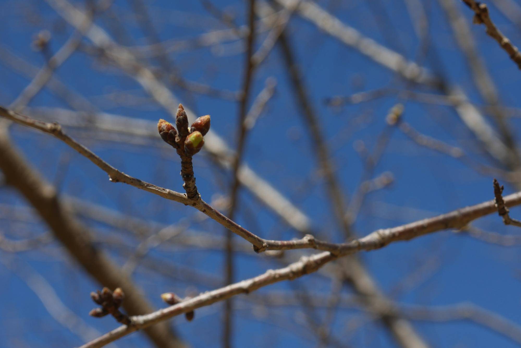 ソメイヨシノ (4).jpg