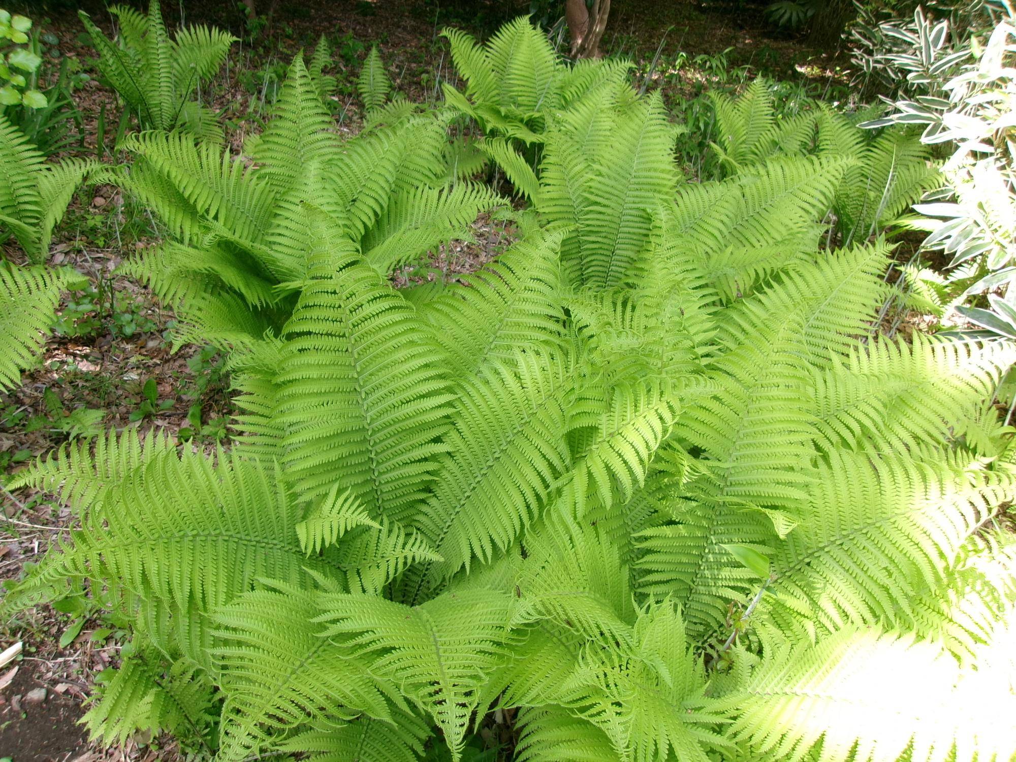 100_0581.jpg