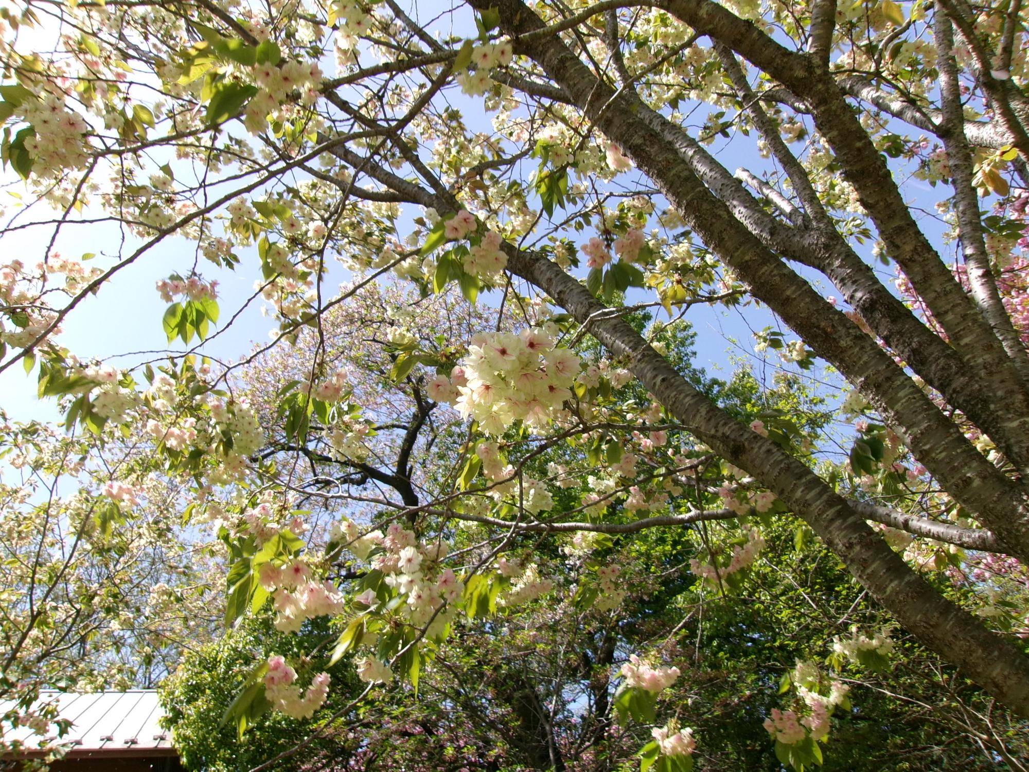 100_0605.jpg